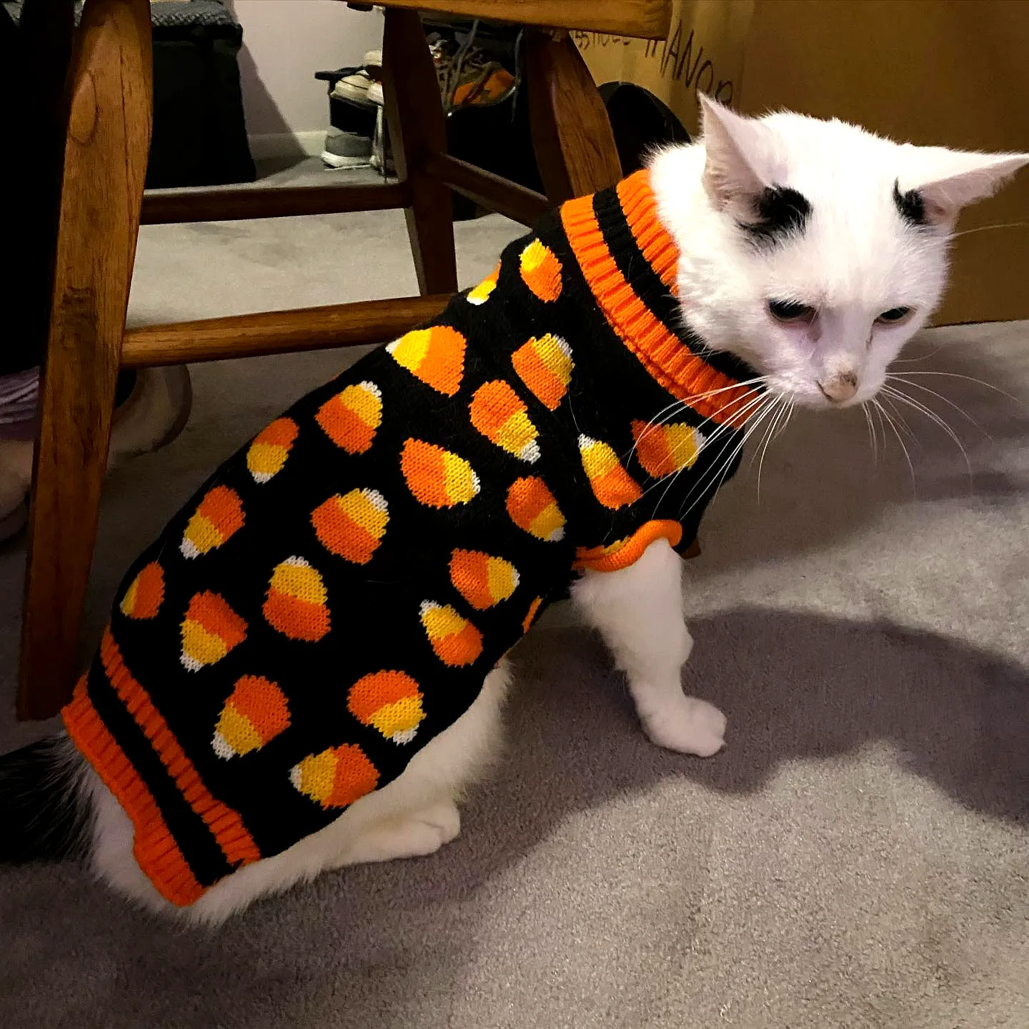 Adorable Advanced Crochet Cat Sweater in Vibrant Candy Corn