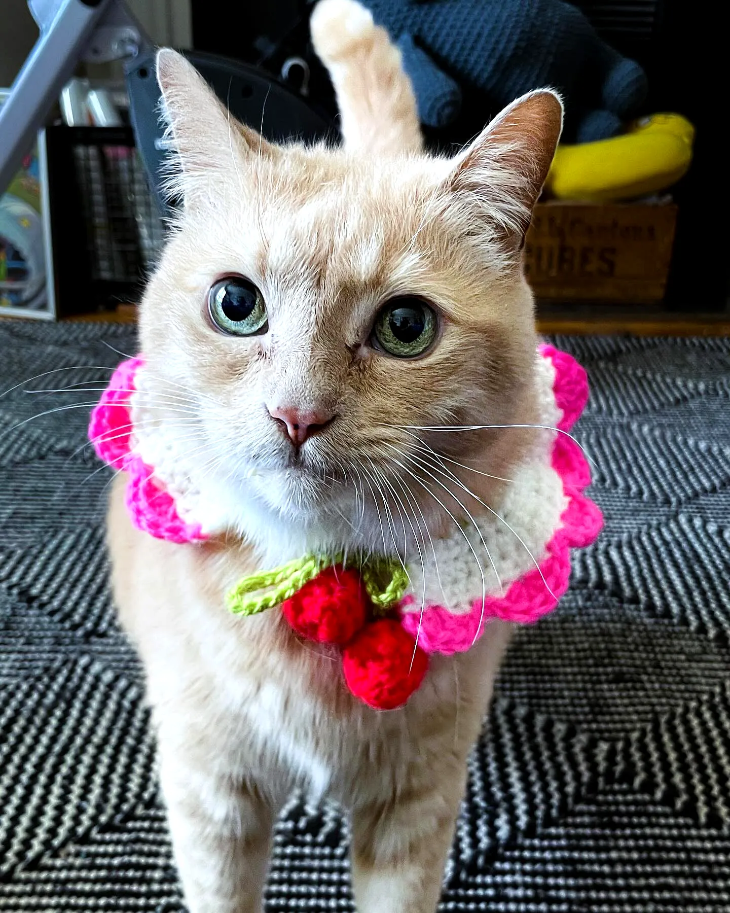 Adorable Crochet Cat Collar in Pink White Ruffle Design