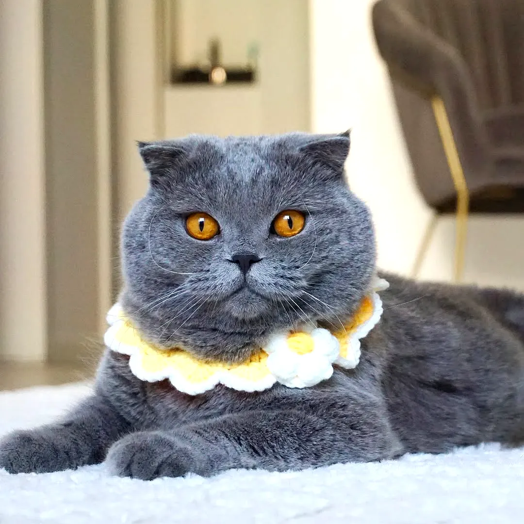 Adorable Crochet Cat Collar in Yellow and White Floral Style