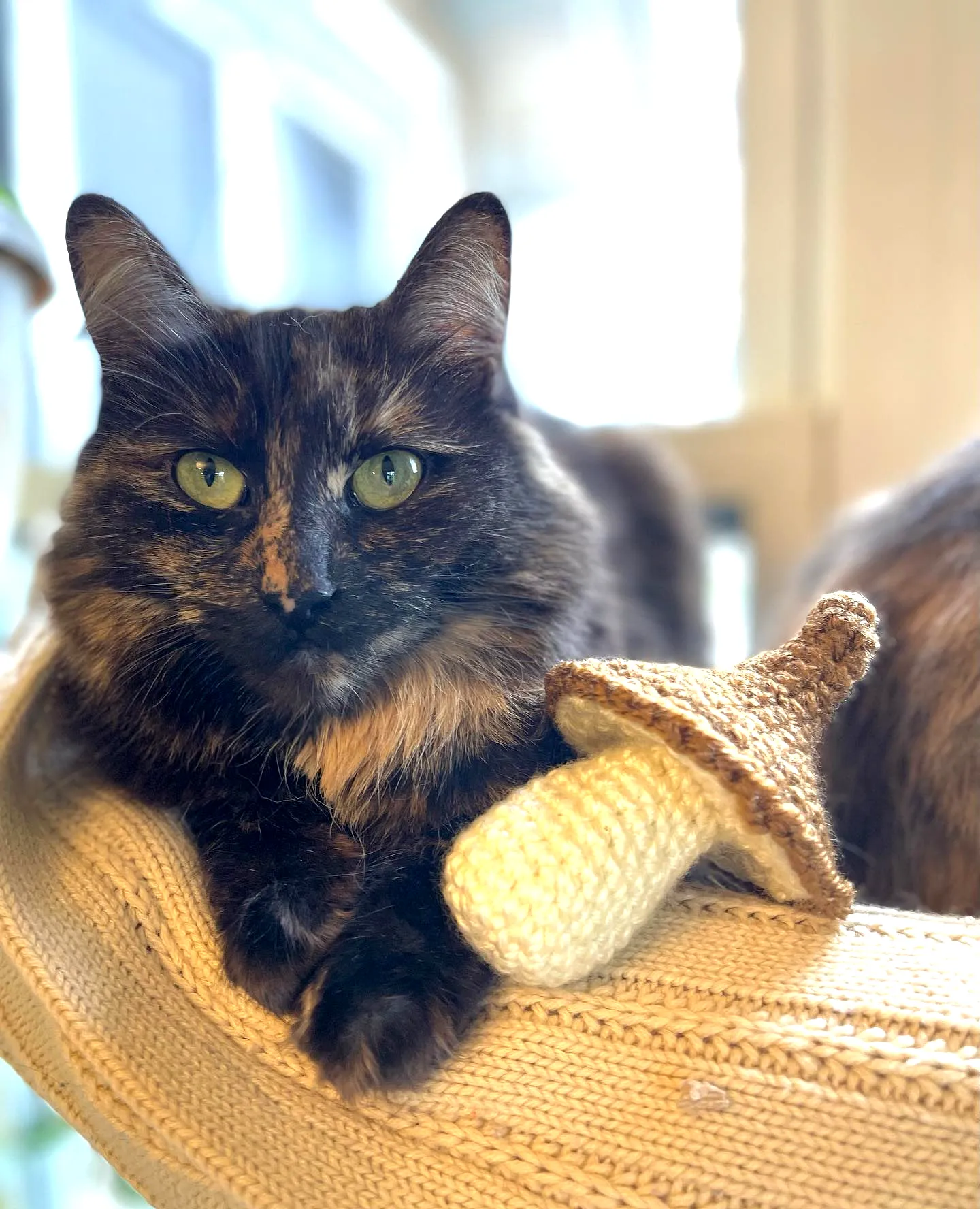 Adorable crochet cat toy in acorn shape with earthy tones