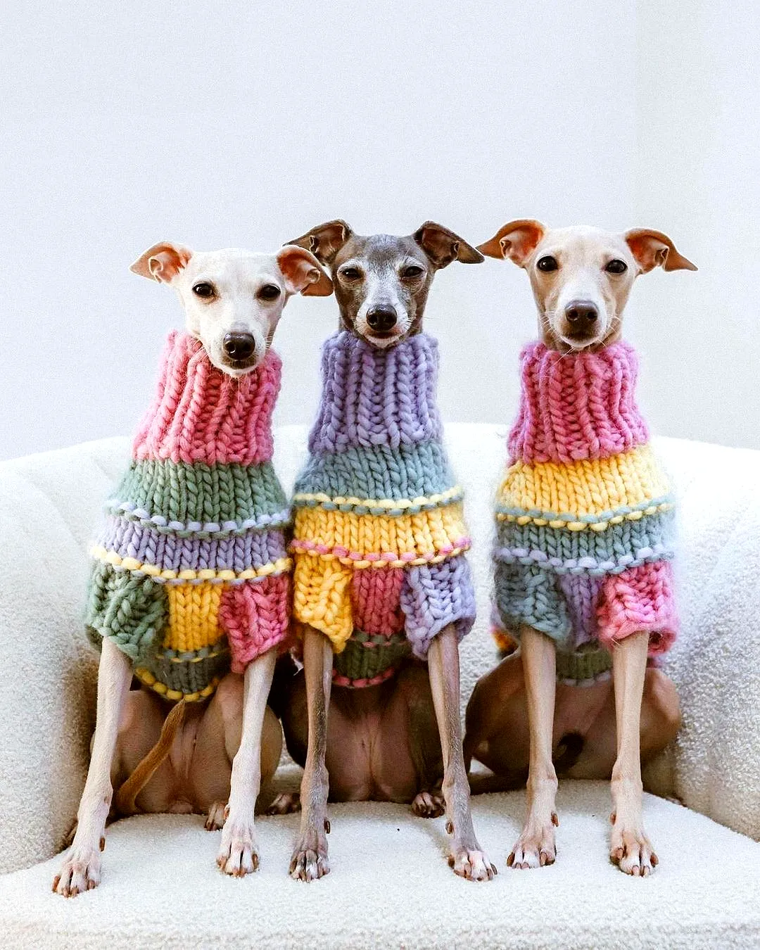 Adorable Crochet Dog Coat in Colorful Stripes for Small Dogs
