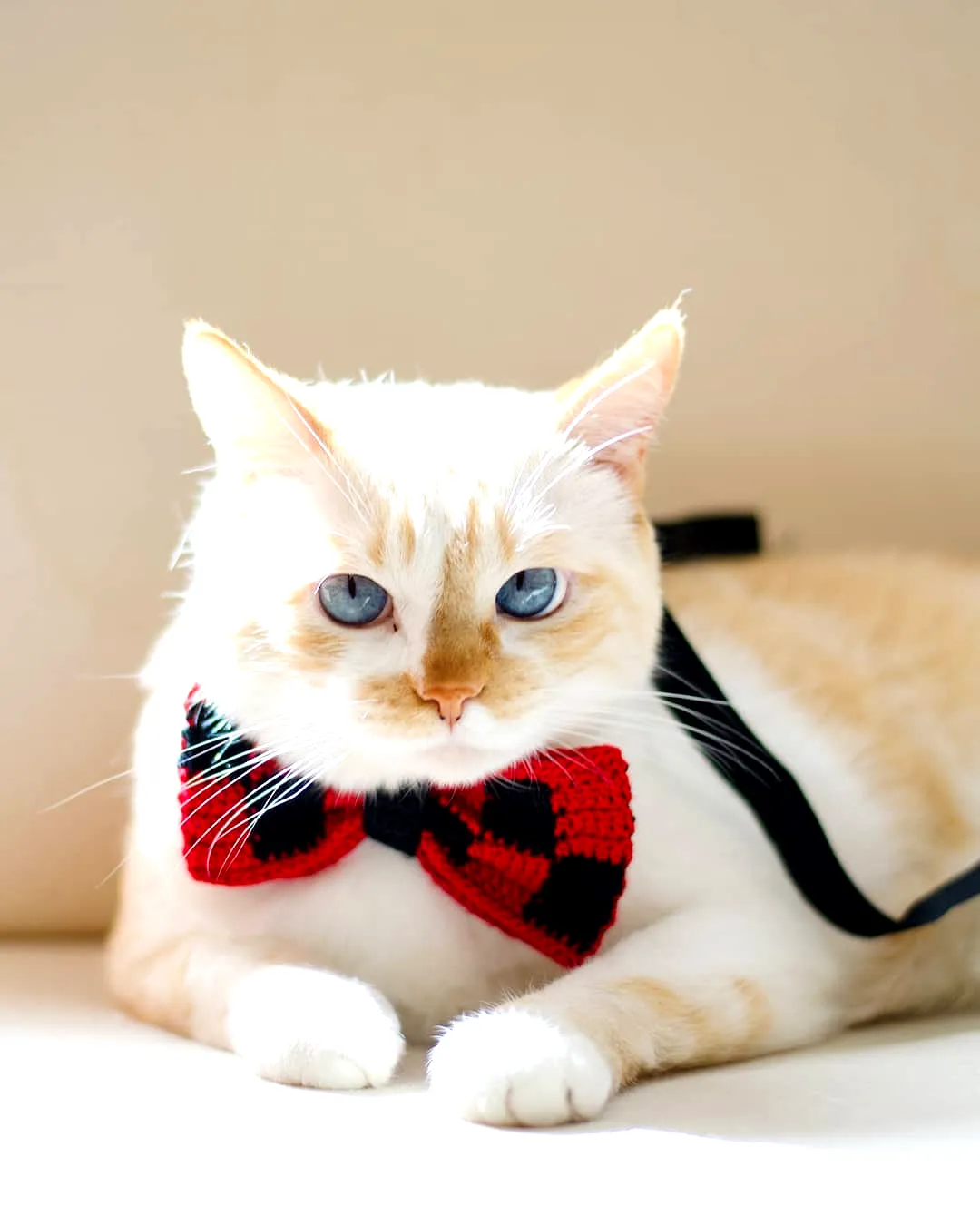 Adorable Crochet Pet Bow Tie in Festive Red and Black