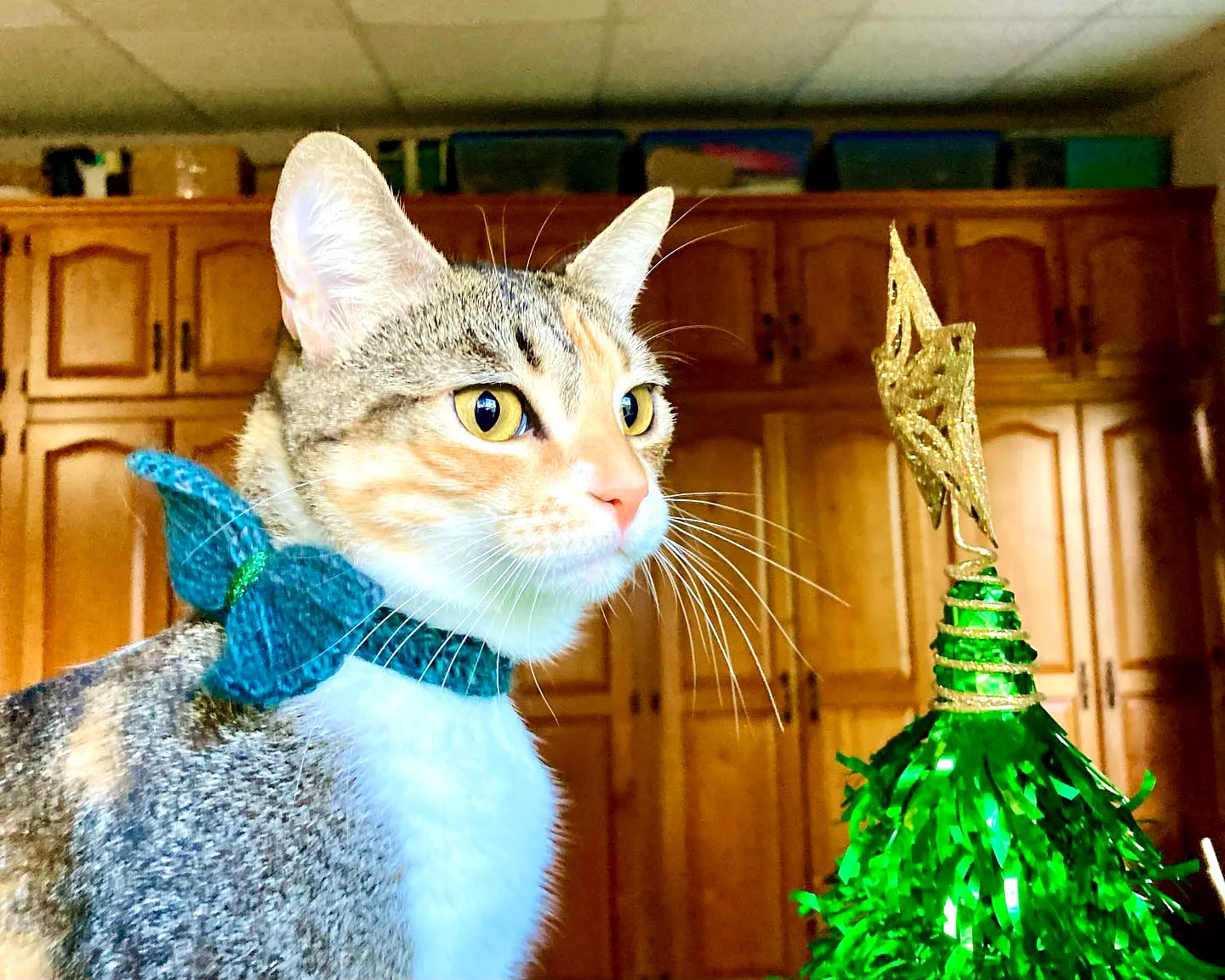 Adorable Crochet Pet Bow Tie in Turquoise for Stylish Cats