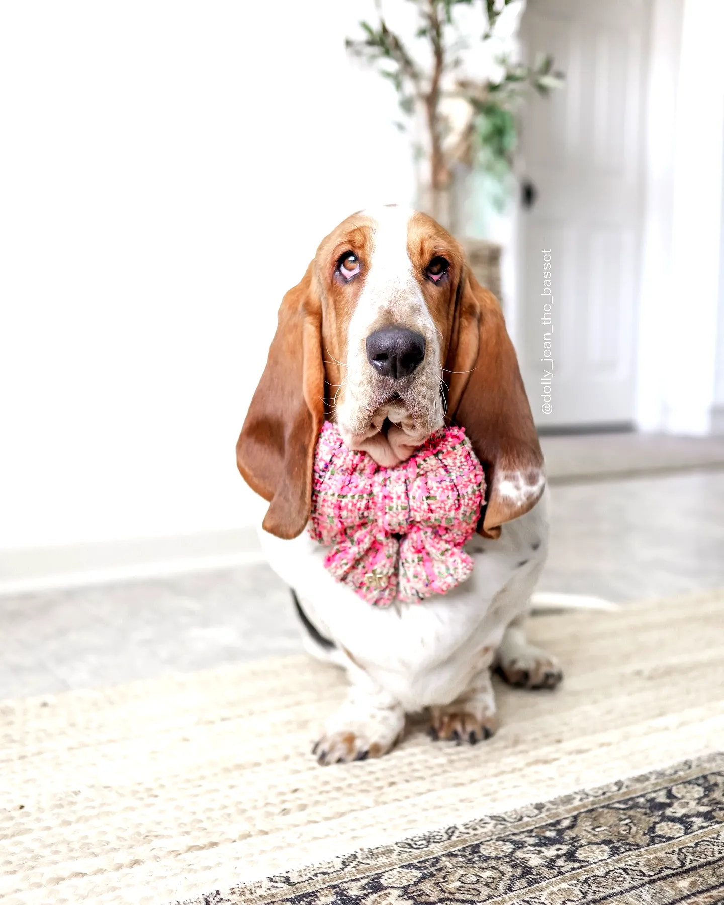 Adorable Crochet Pet Bow Tie in Vibrant Pink Hues for Easy Making