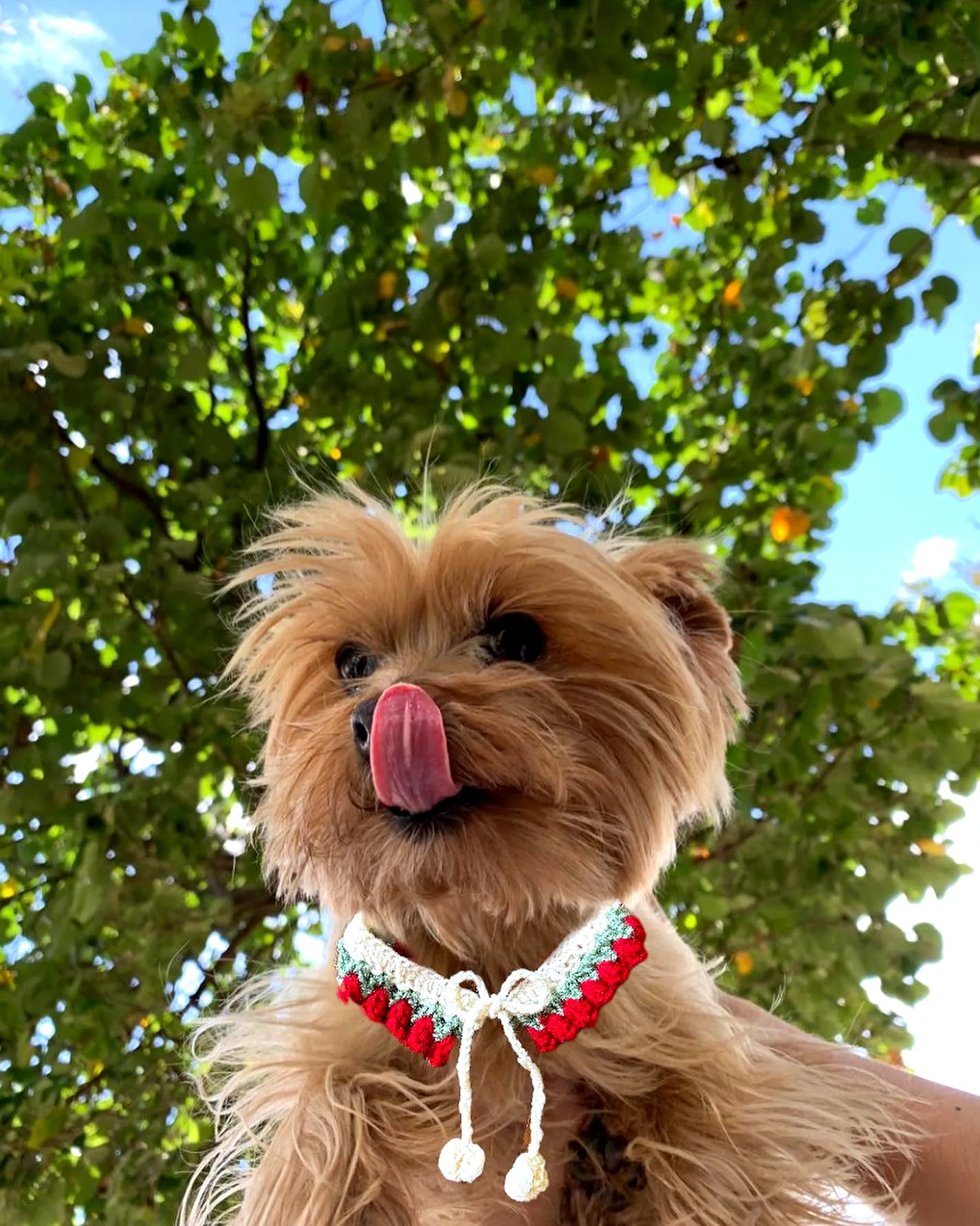 Adorable Crochet Pet Collar in Festive Colors for Small Dogs