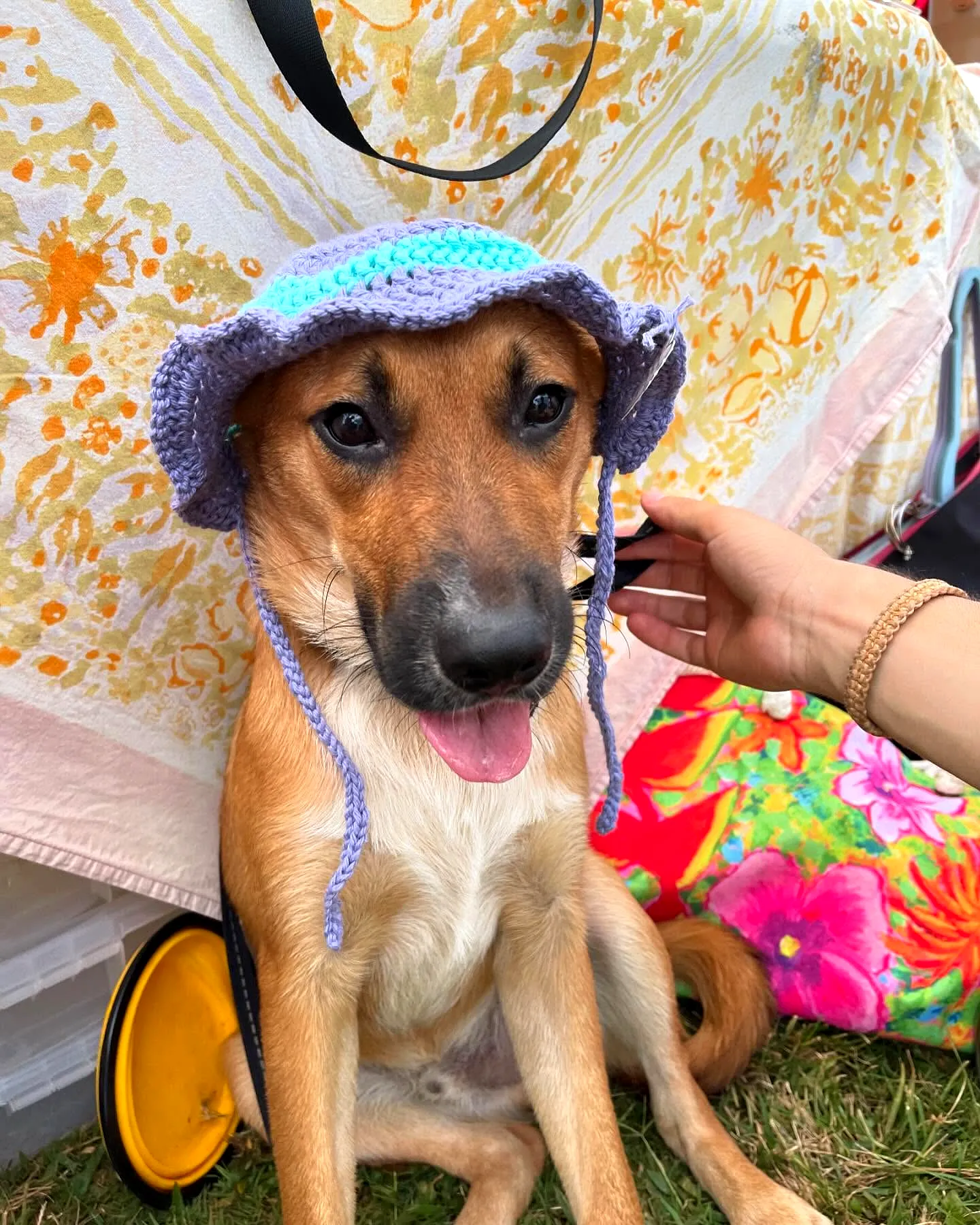 Adorable Crochet Pet Hat in Blue and Lavender