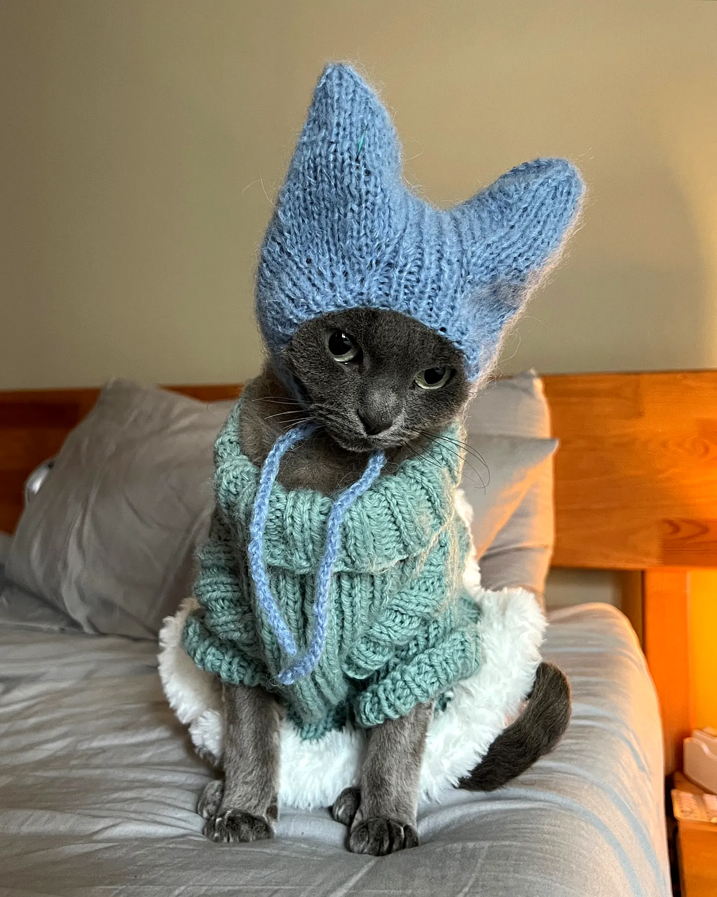 Adorable crochet pet hat in soft blue with cute cat ears