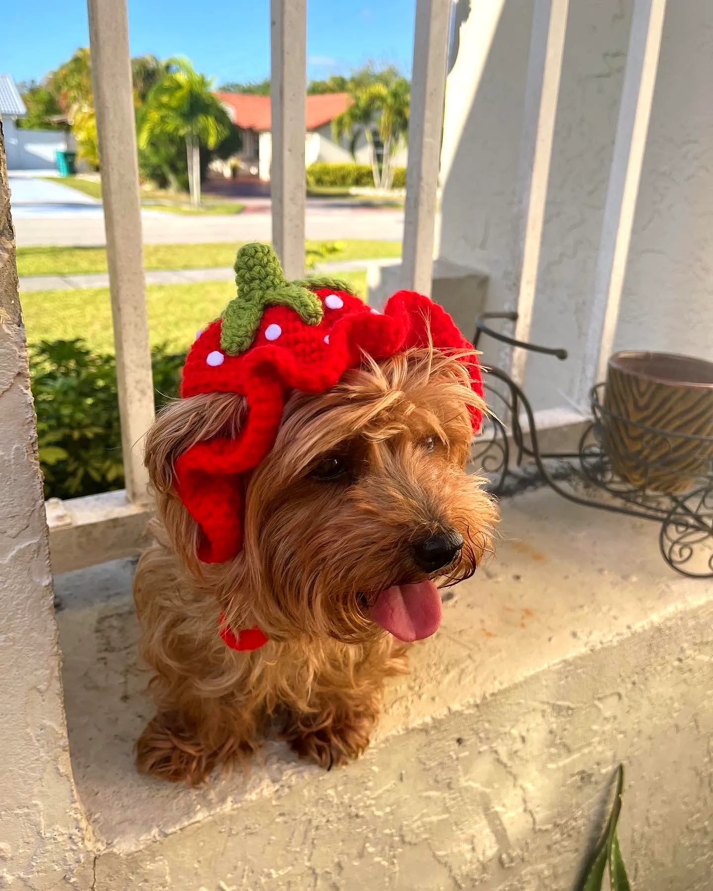 Adorable Crochet Pet Hat in Vibrant Strawberry Style