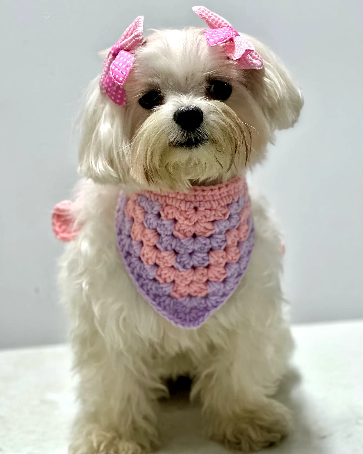 Adorable Crochet Pet Scarf in Pastel Colors for Beginners