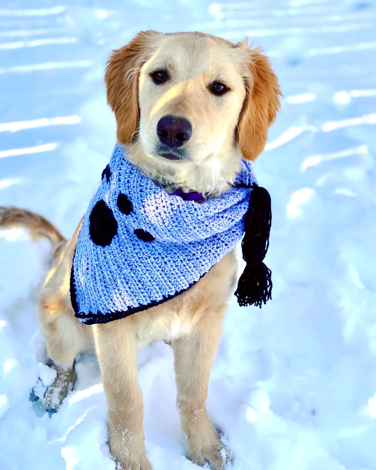 Adorable Crochet Pet Scarf in Playful Blue with Polka Dots