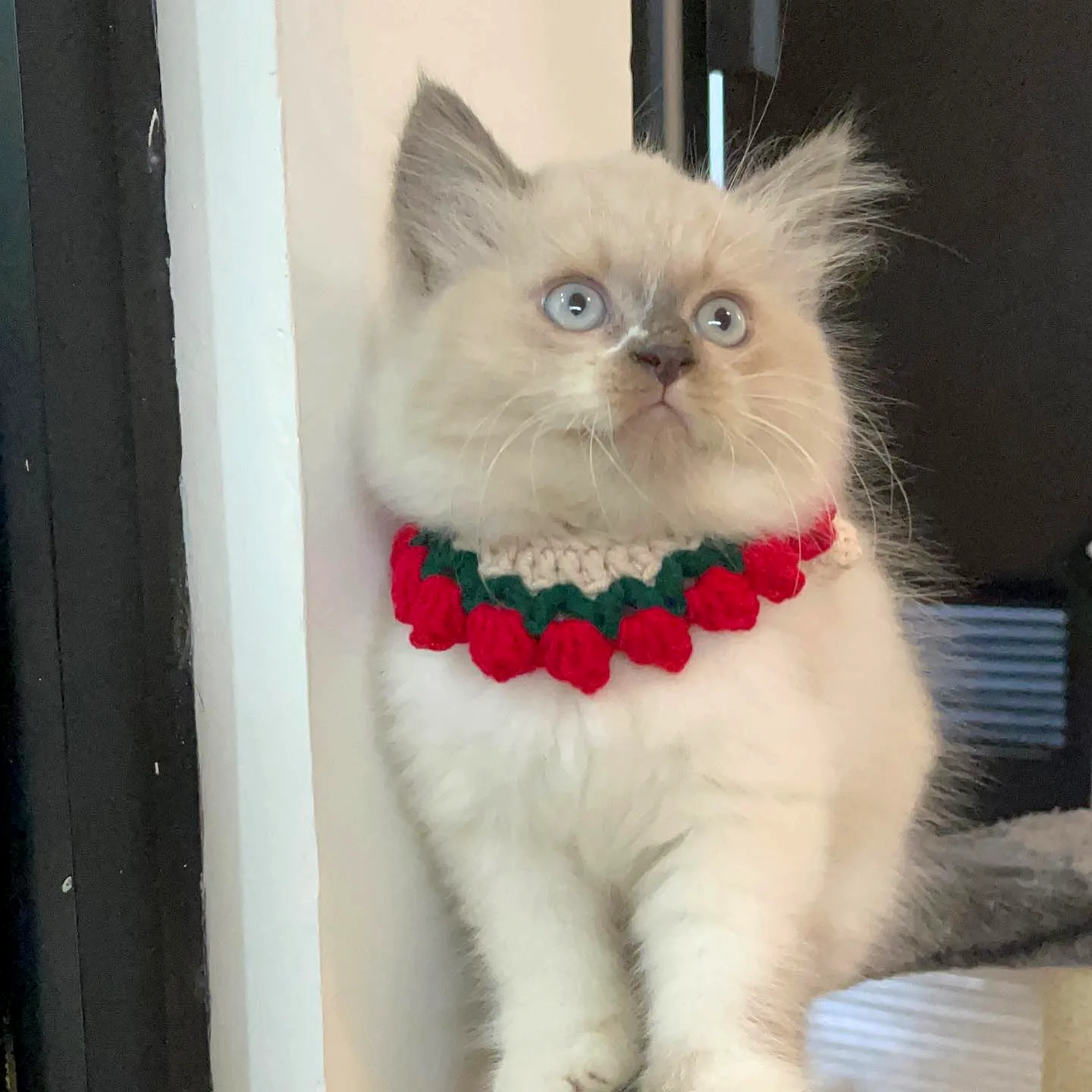 Adorable Easy Crochet Cat Collar with Floral Design and Colors