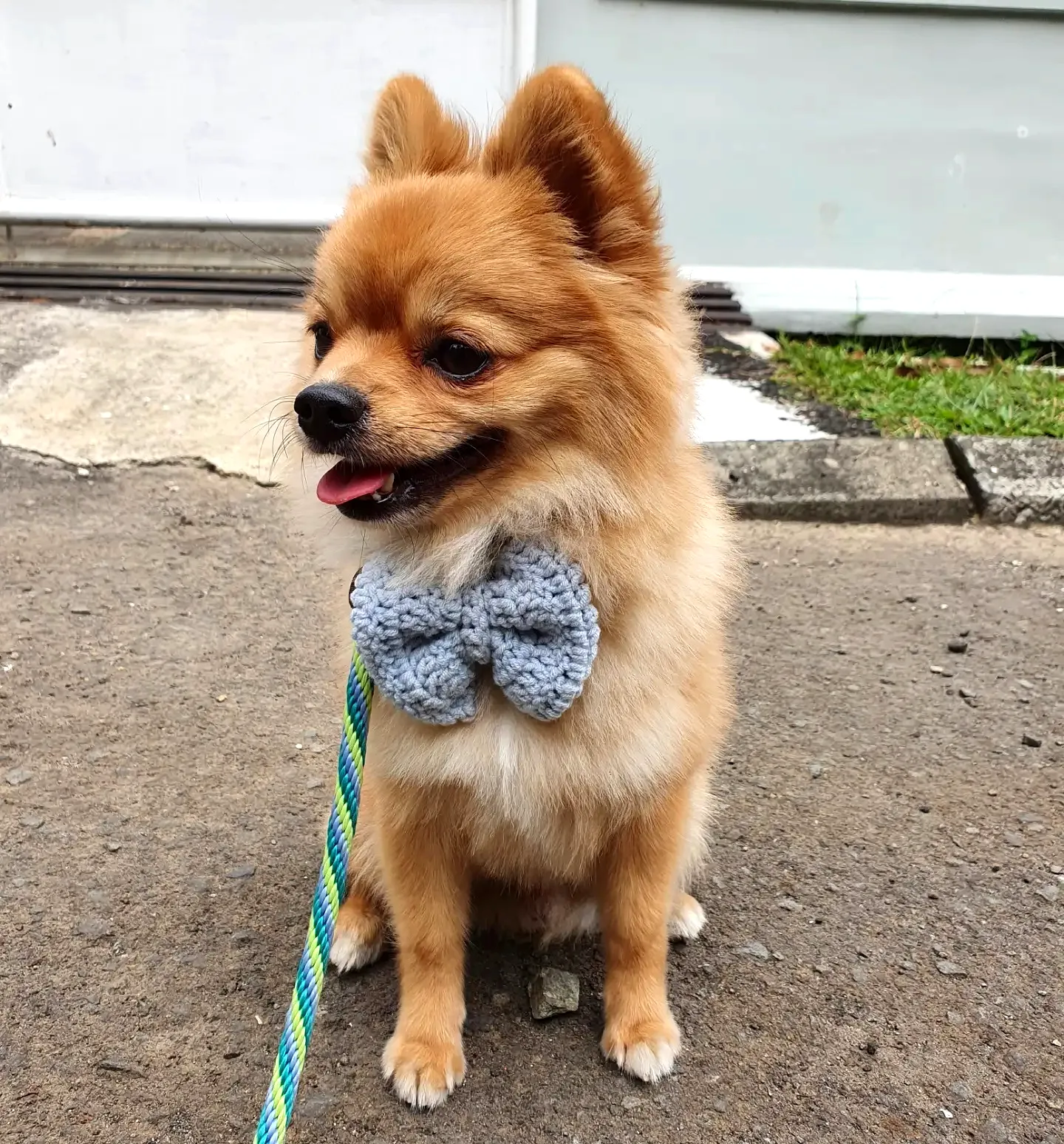 Adorable Easy Crochet Dog Bow Tie in Soft Grey