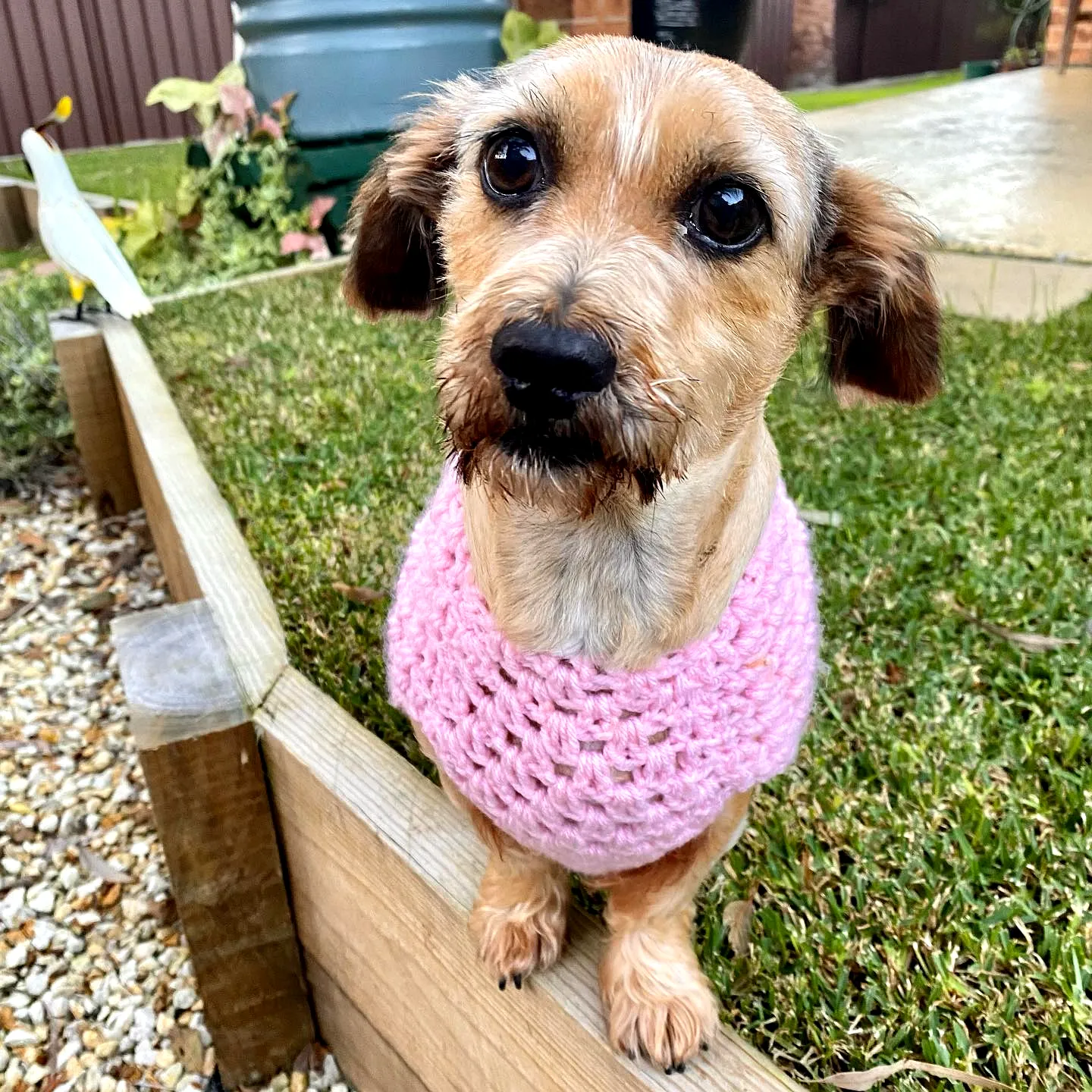 Adorable pink crochet dog sweater for stylish small dogs