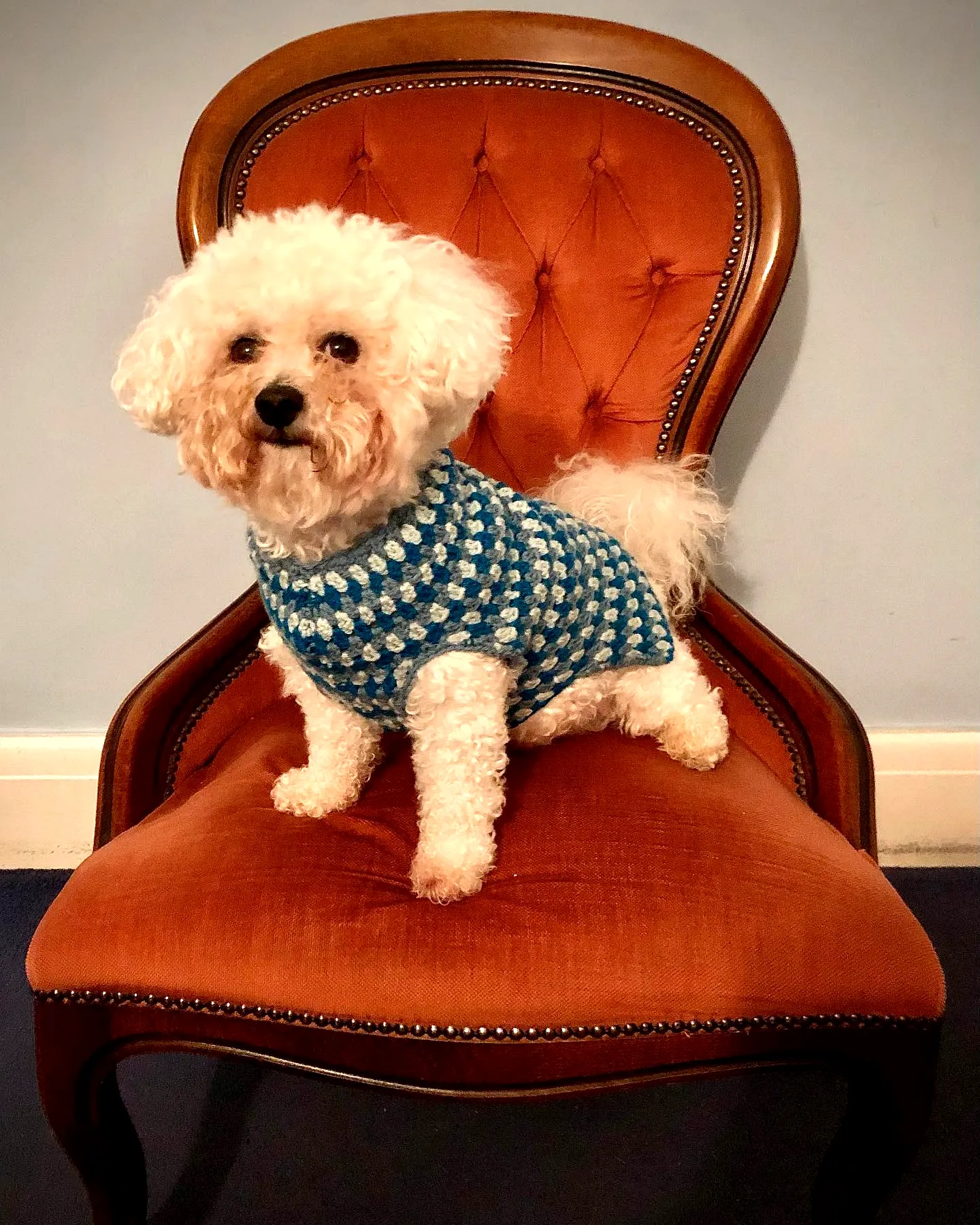 Adorable vibrant teal crochet dog sweater with textured style