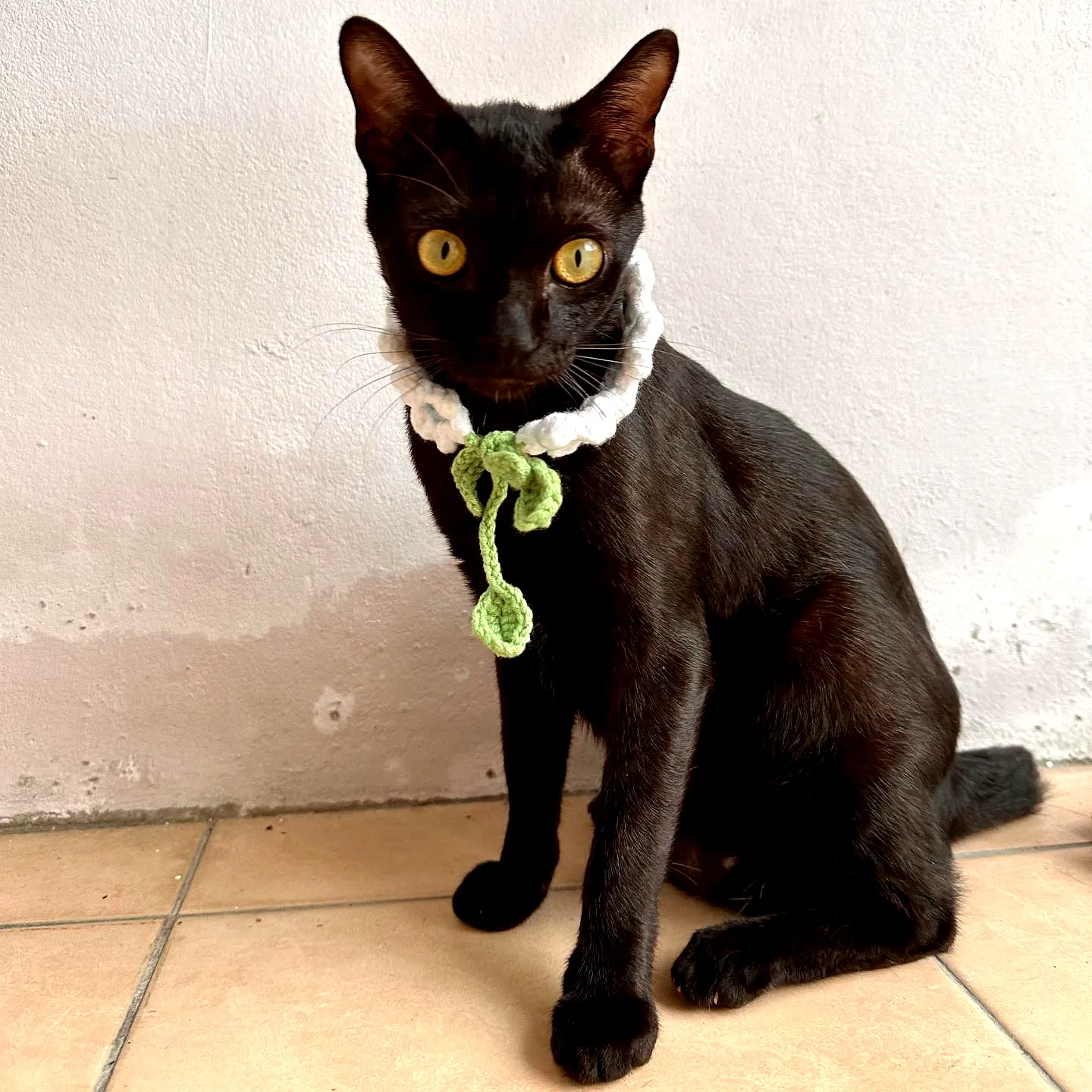 Charming Crochet Cat Collar in Green and White with Bow Detail