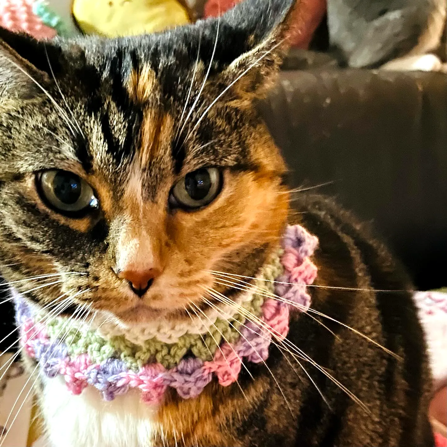 Charming Crochet Cat Collar in Pastel Colors with Scalloped Design