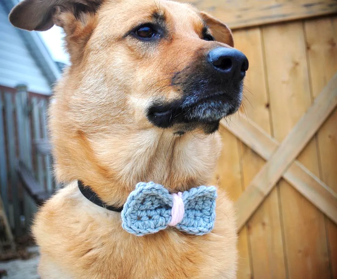 Charming Crochet Dog Bow Tie in Gray and Pink for Beginners