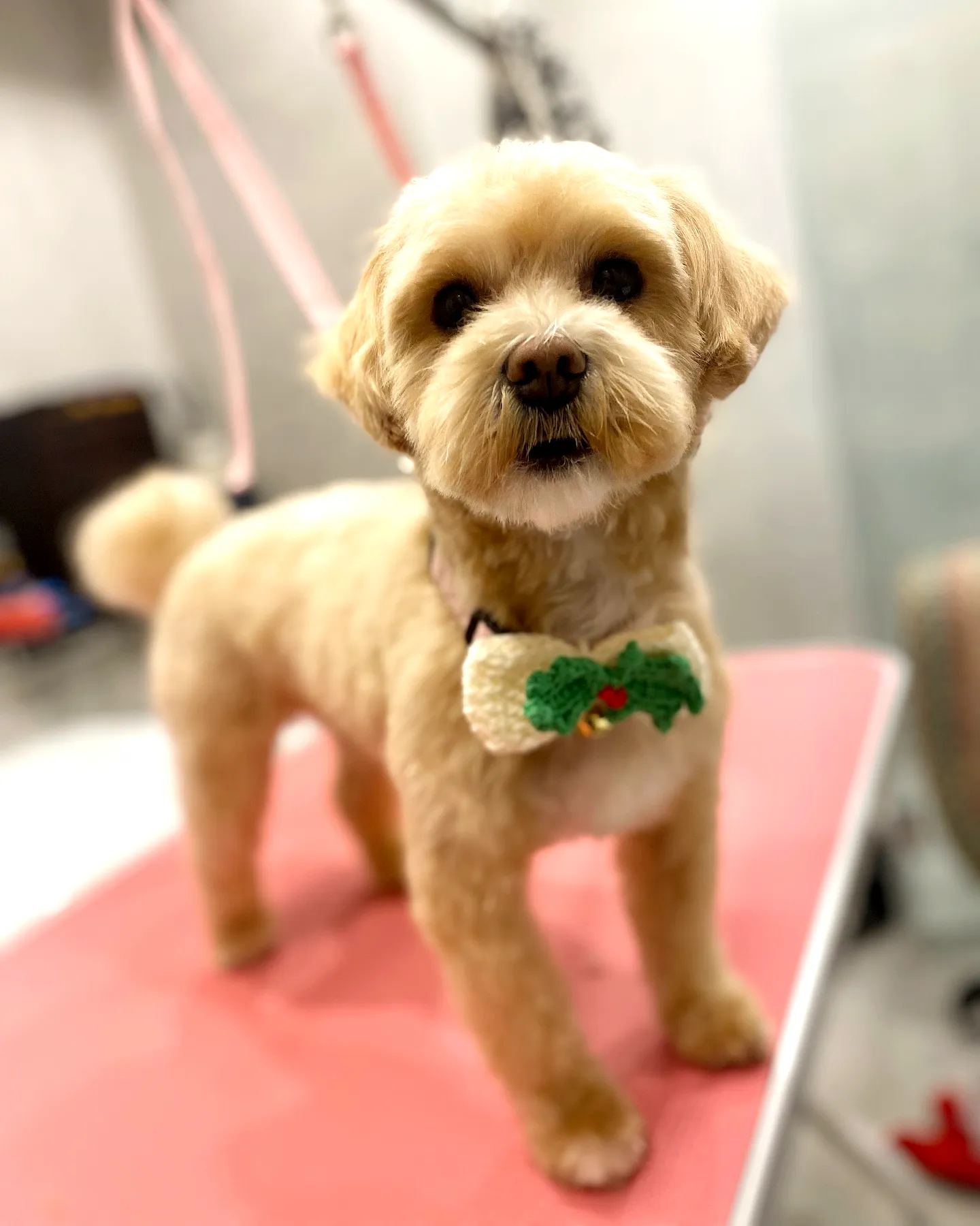 Charming Crochet Dog Bow Tie with Cherry and Leaf Design