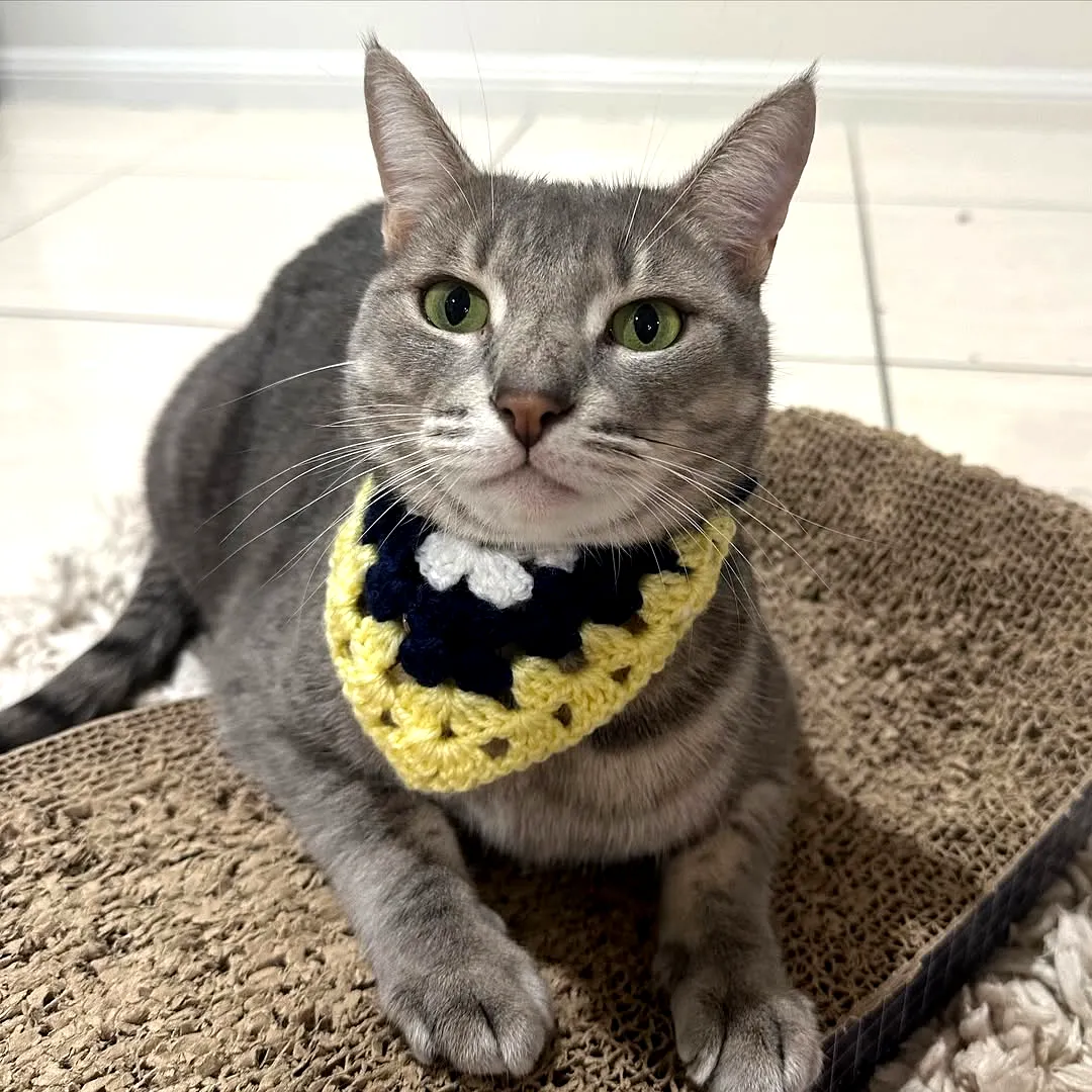 Charming Crochet Pet Bandana in Vibrant Yellow and Navy Blue