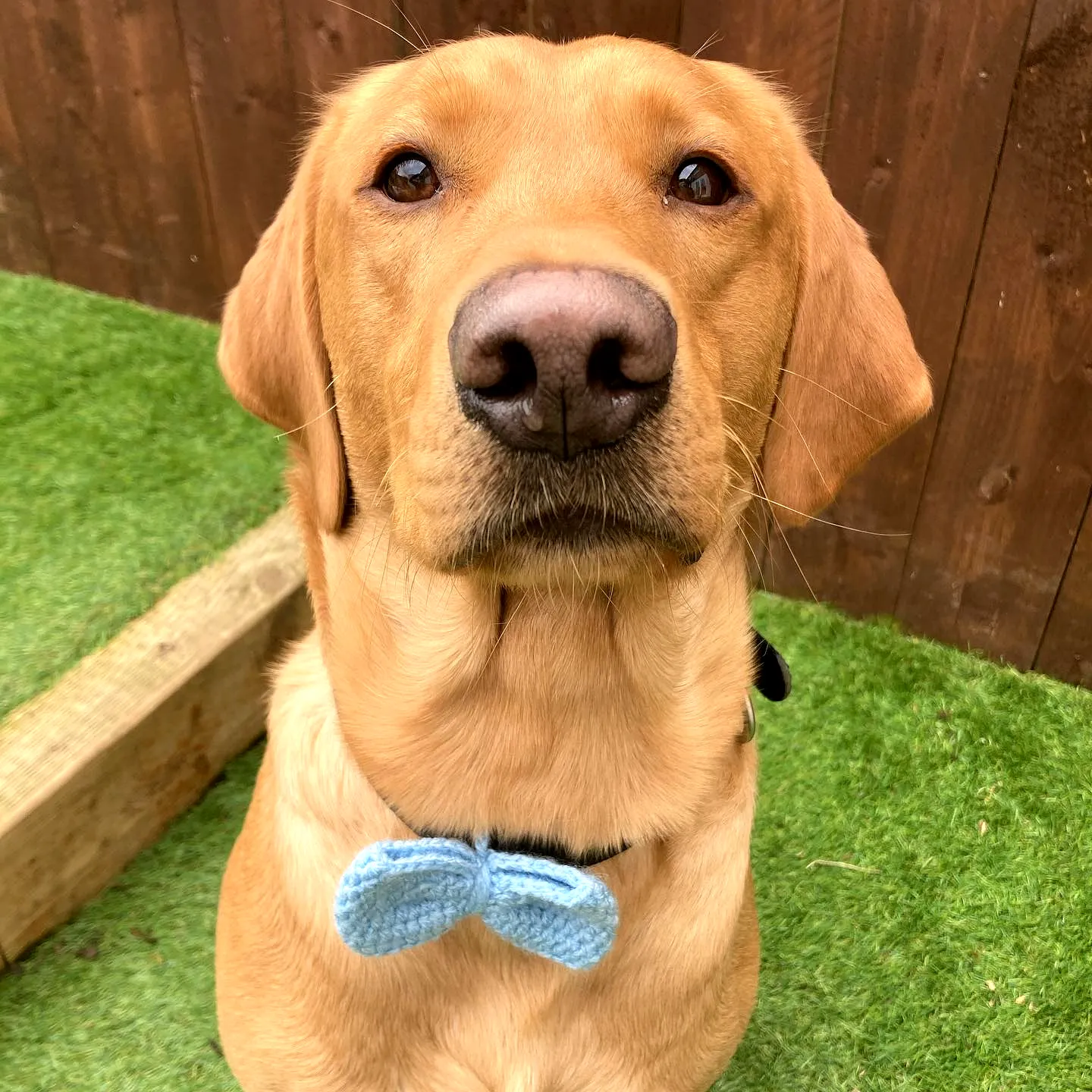 Charming Light Blue Crochet Dog Bow Tie for Stylish Pets