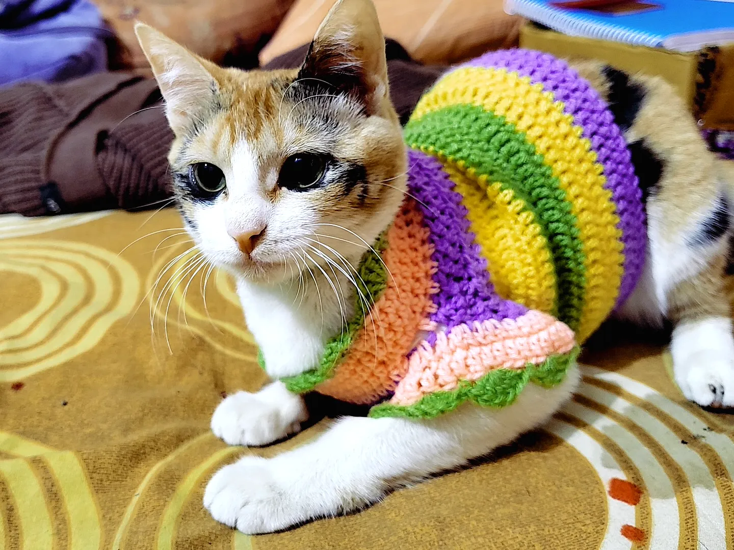 Colorful Crochet Cat Sweater with Scalloped Edges