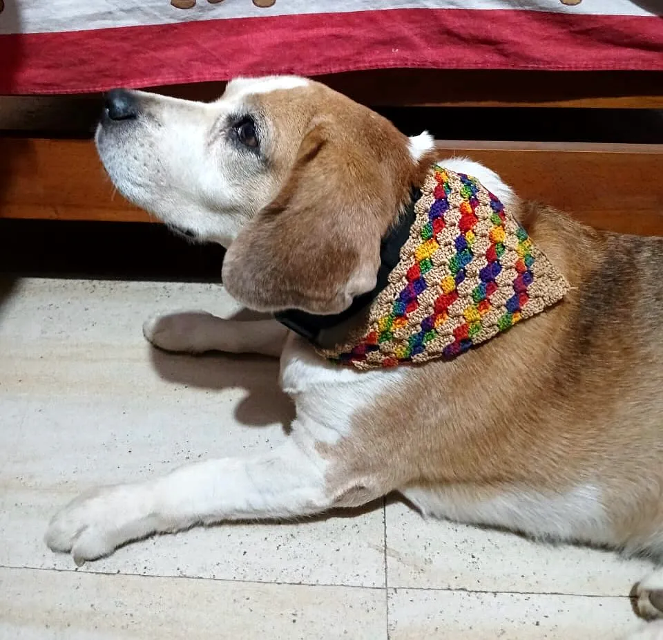 Colorful Crochet Dog Bandana with Vibrant Pattern for Style