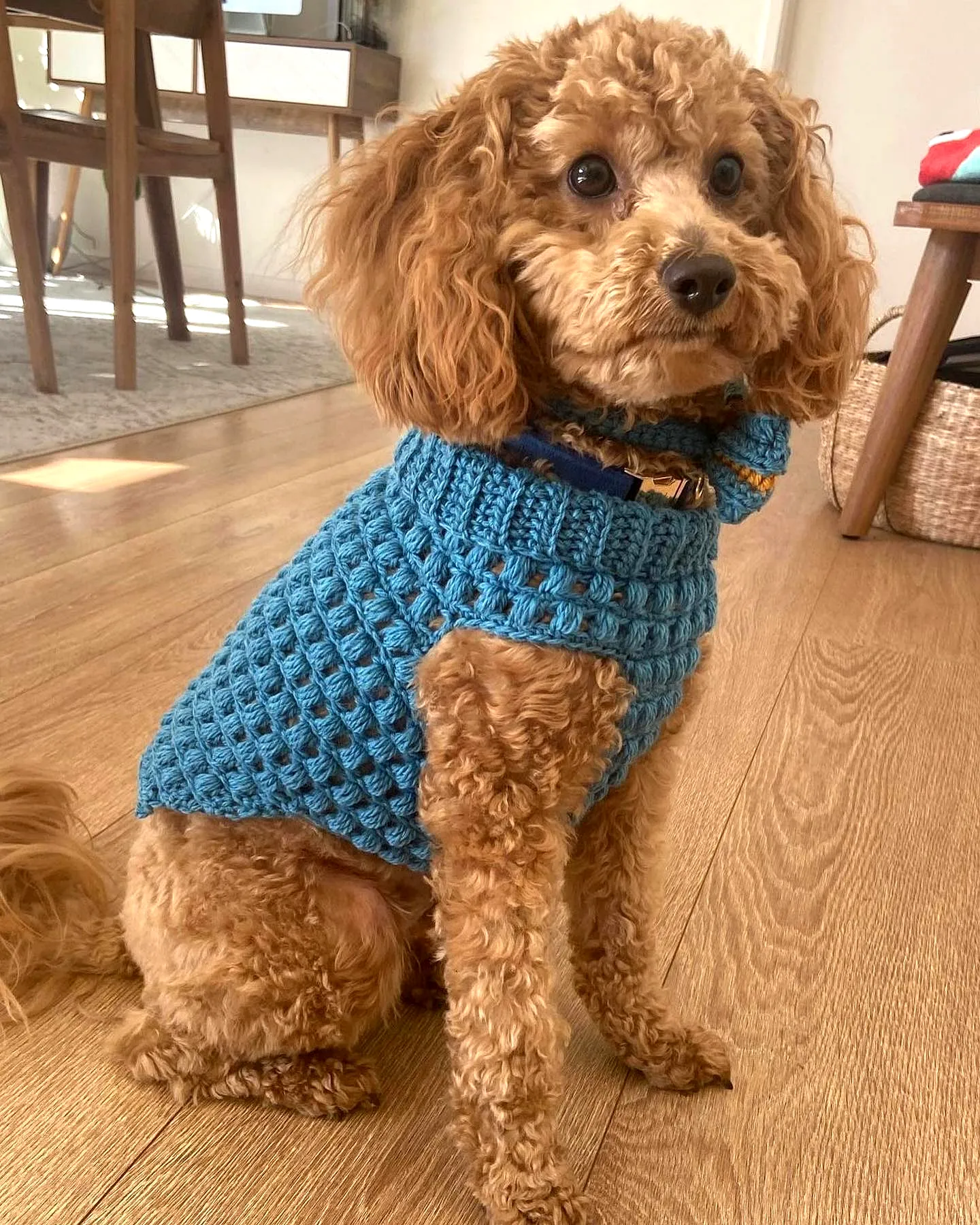 Colorful Crochet Dog Coat with Stylish Bubble Stitch Design