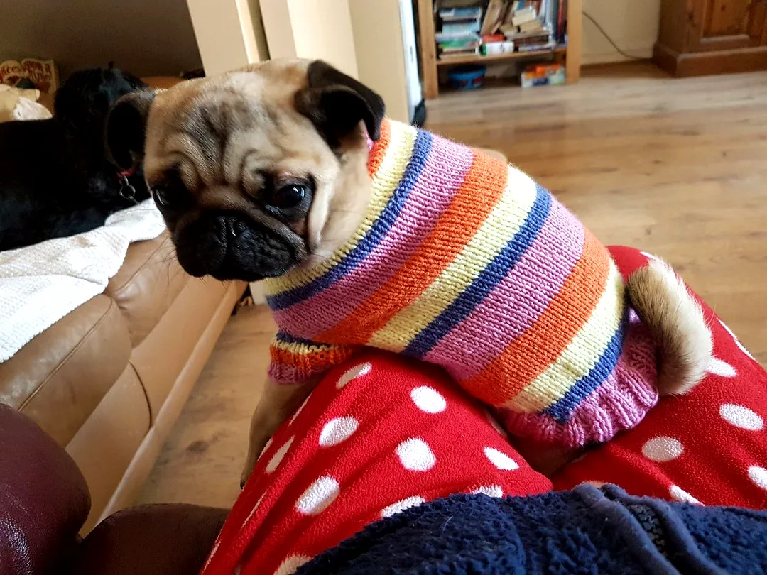 Colorful Easy Crochet Dog Coat for Small Breeds in Stripes