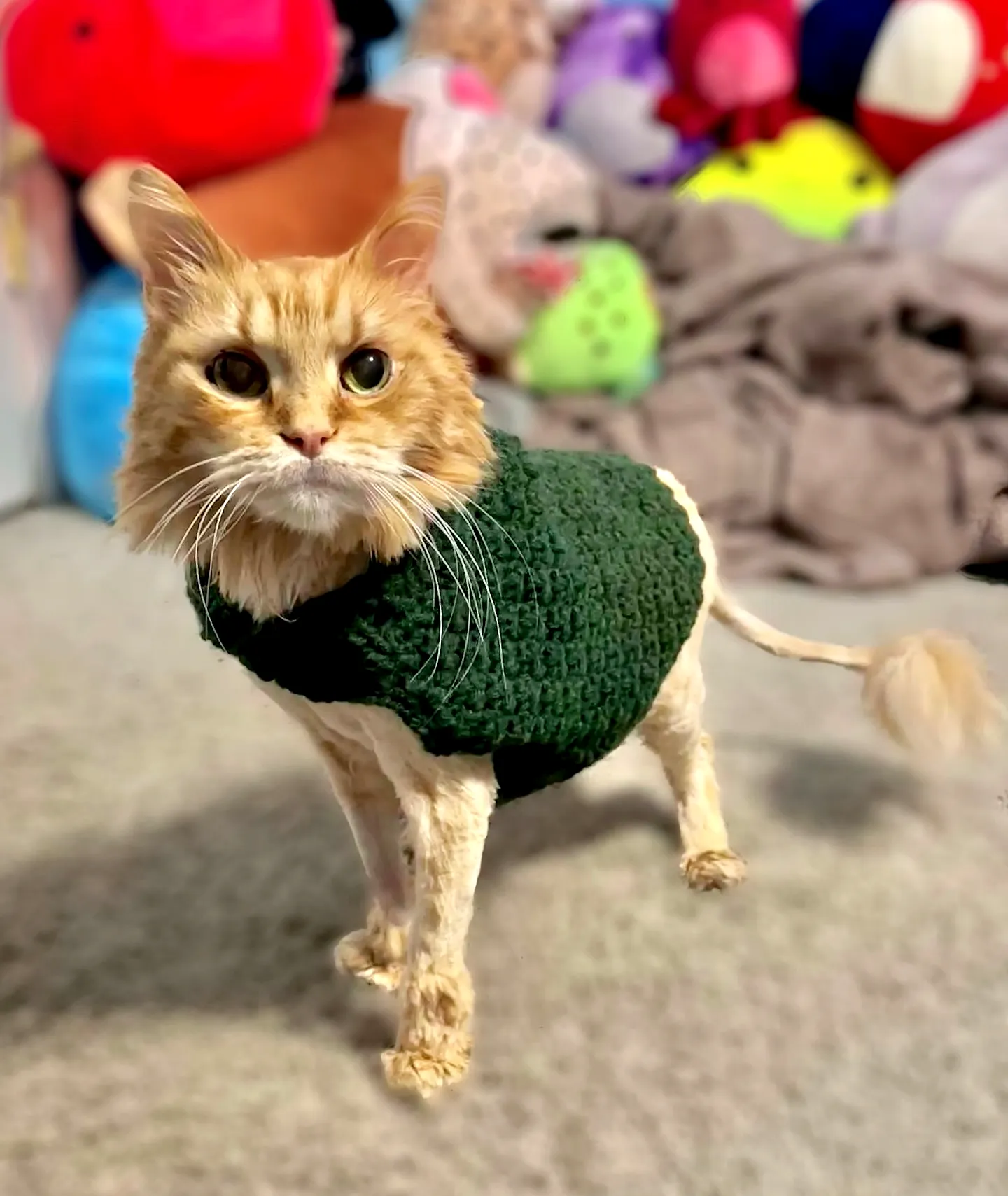 Cozy and Stylish Crochet Cat Sweater in Deep Green for Beginners
