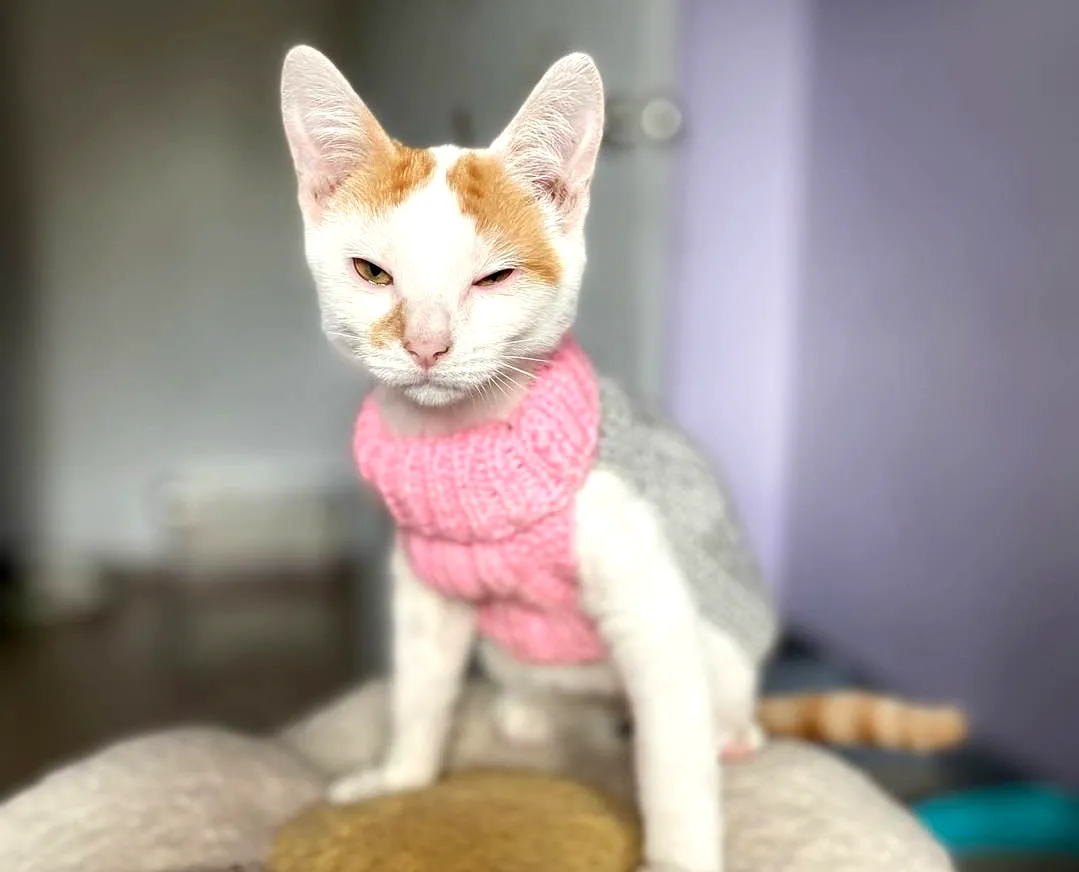 Cozy Crochet Cat Sweater in Soft Gray and Pastel Pink