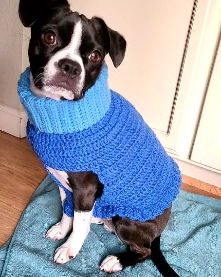 Cozy Crochet Pet Sweater in Vibrant Blue for Stylish Dogs