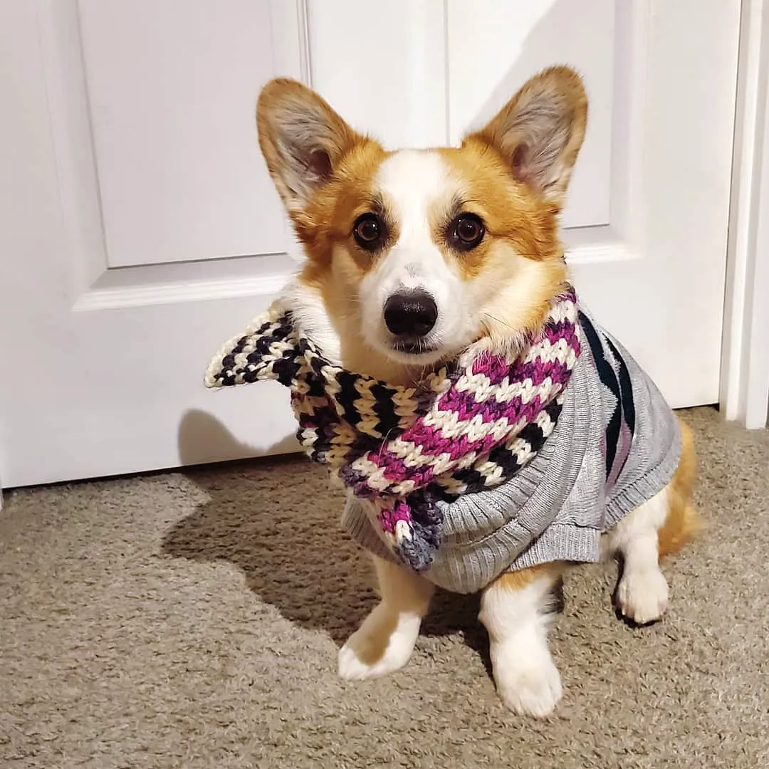 Cute Colorful Crochet Pet Scarf for Small Dogs in Stripes