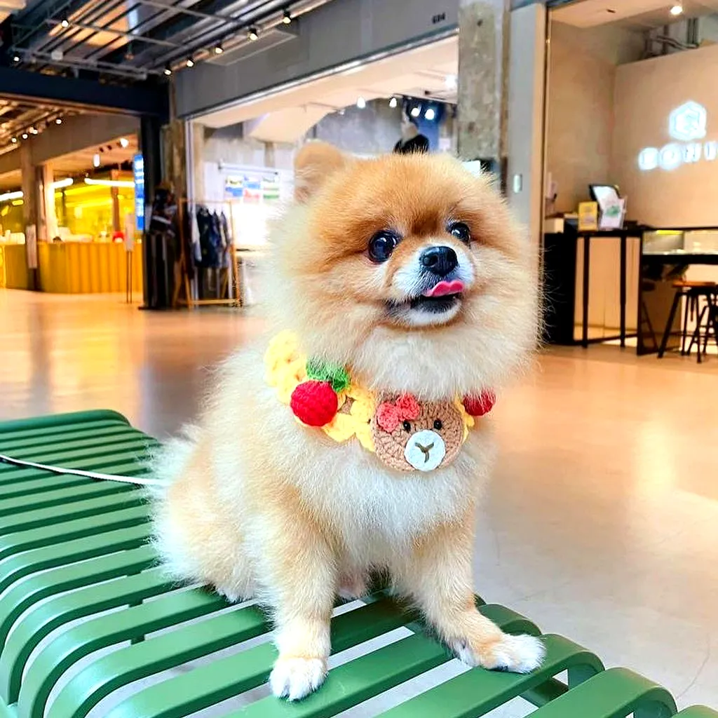 Cute Crochet Pet Collar with Colorful Fruits and Bear Design