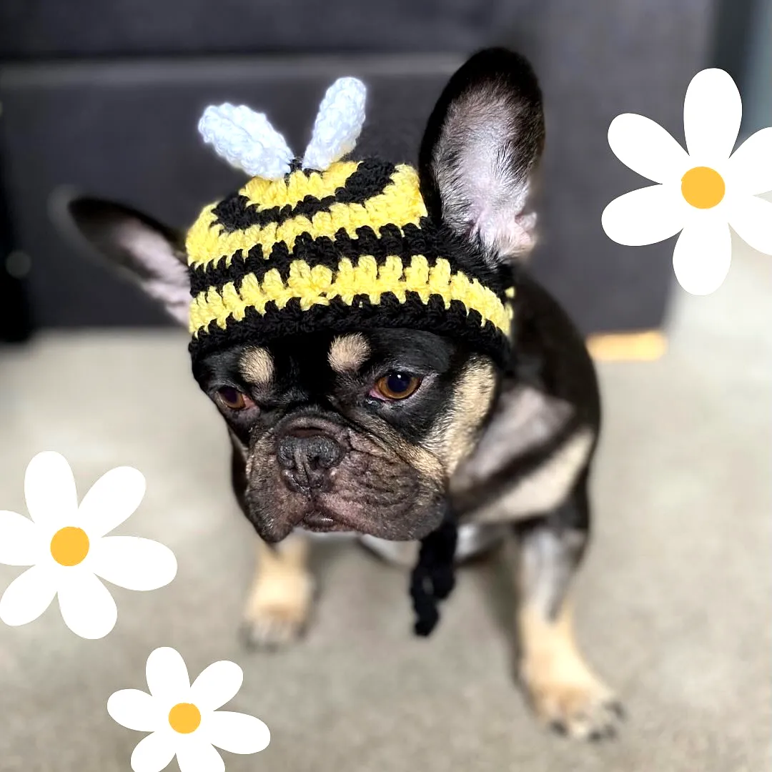 Cute Crochet Pet Hat in Stylish Bee Theme with Wings