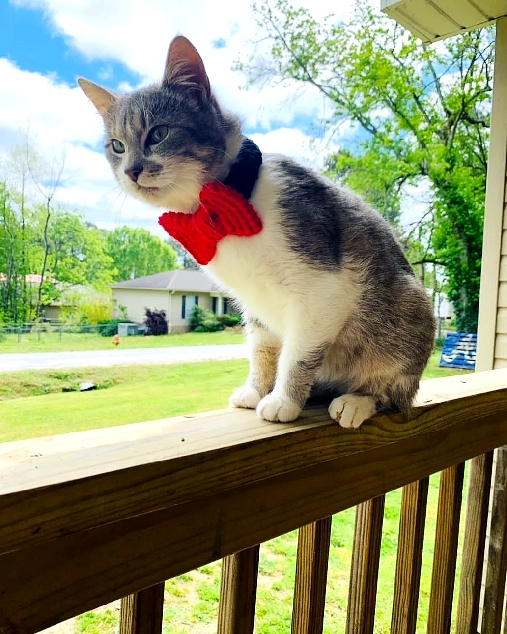 Cute Easy Crochet Pet Bow Tie in Vibrant Red