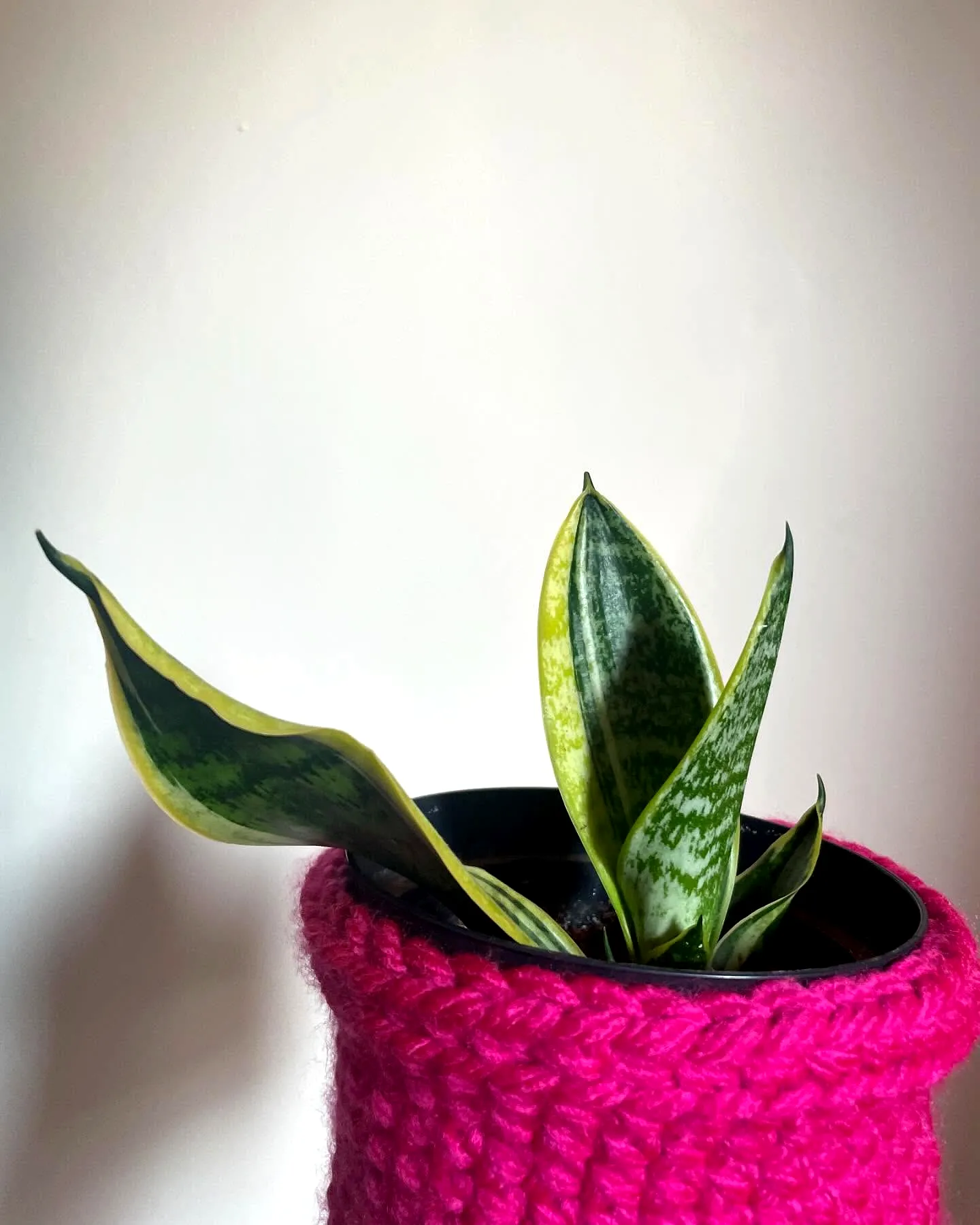 Cute vibrant pink crochet plant cozy for beginners