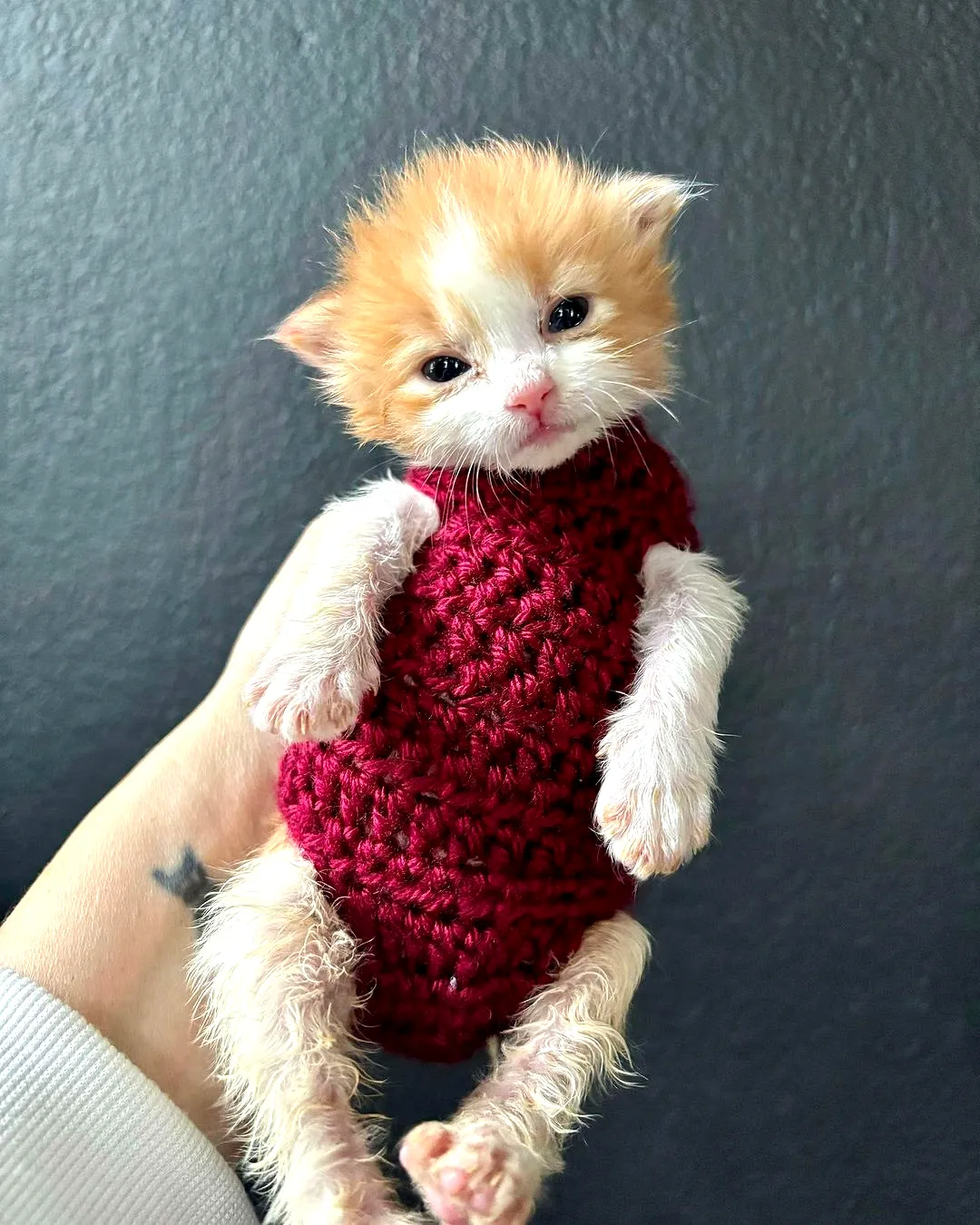 Easy crochet cat sweater in rich burgundy for adorable pets