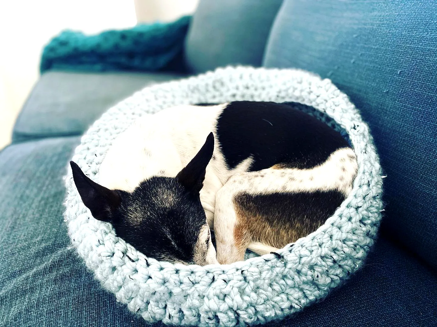 Easy Crochet Dog Bed in Calming Light Blue for Small Pets