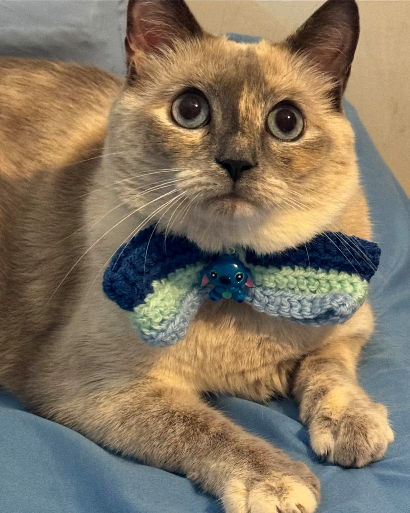Easy Stylish Crochet Pet Bow Tie in Blue and Green Colors