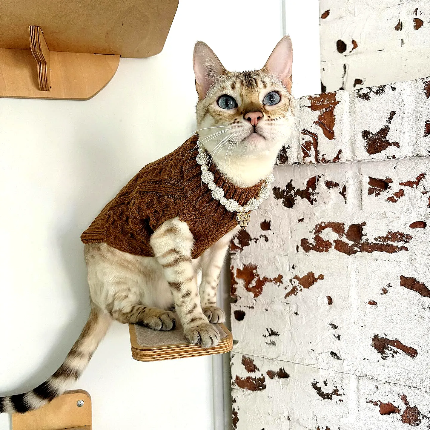 Stylish Brown Crochet Cat Sweater for Intermediate Crocheters