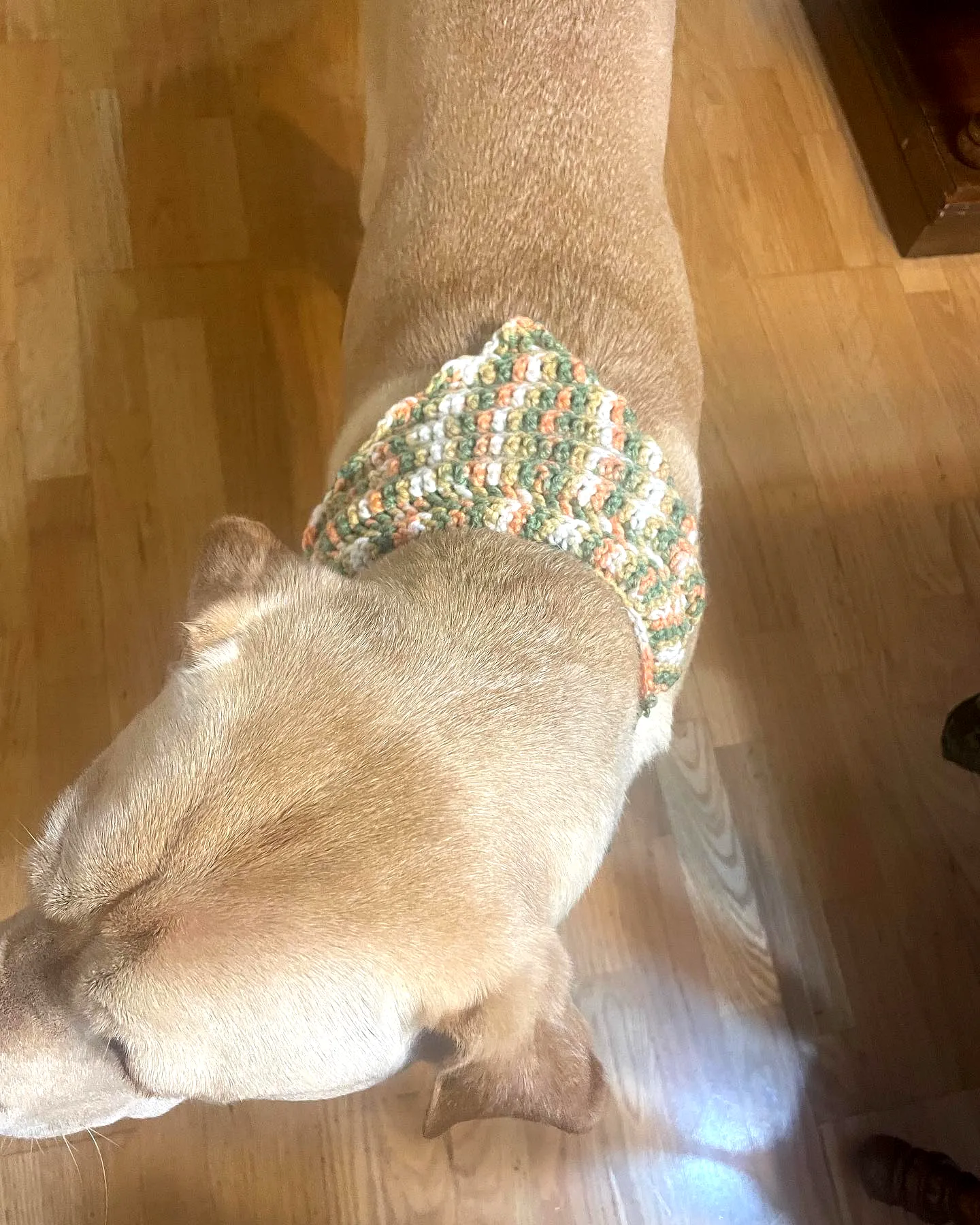 Stylish Crochet Dog Bandana in Soft Pastel Colors