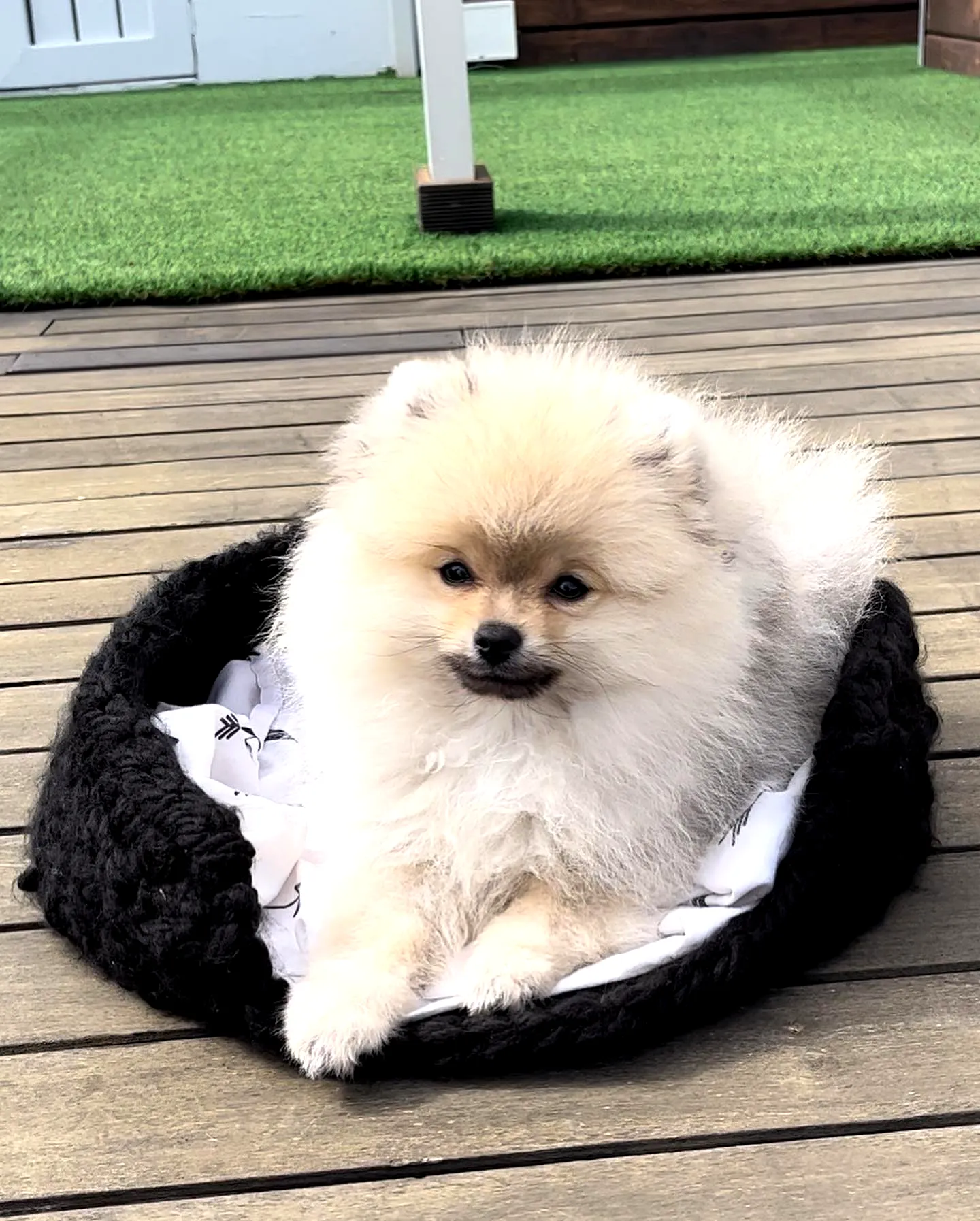 Stylish Crochet Dog Bed in Black for Small Dogs with Cozy Interior