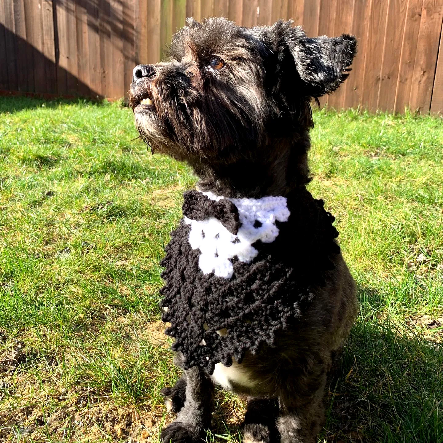 Stylish Crochet Dog Bow Tie in Classic Black and White Design
