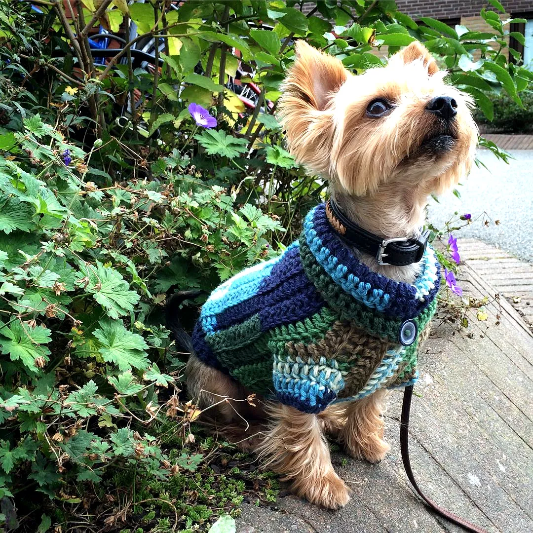 Stylish Crochet Dog Sweater in Cozy Blue and Green Yarn