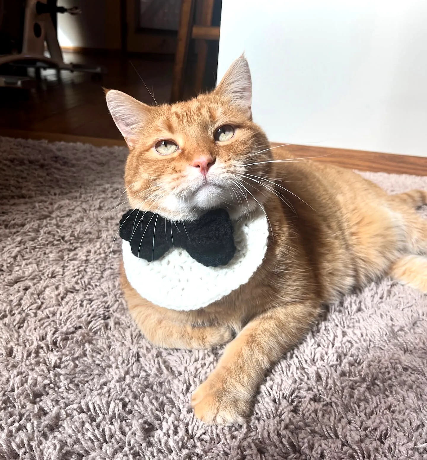 Stylish Crochet Pet Bow Tie in Classic Tuxedo Design