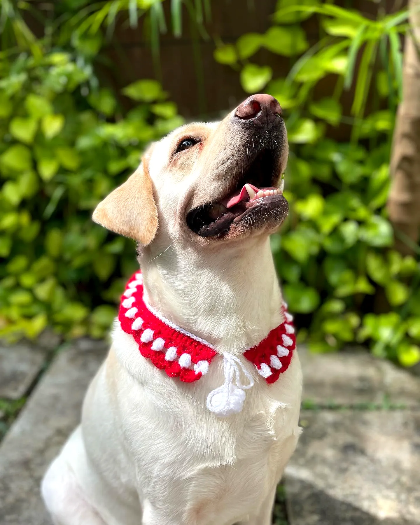 Stylish Crochet Pet Collar in Vibrant Red and White