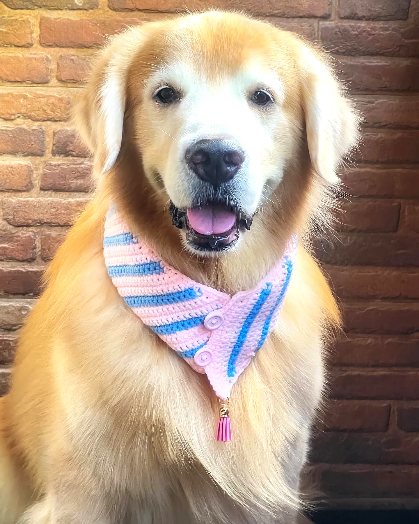 Stylish Crochet Pet Scarf in Colorful Pink and Blue Hues