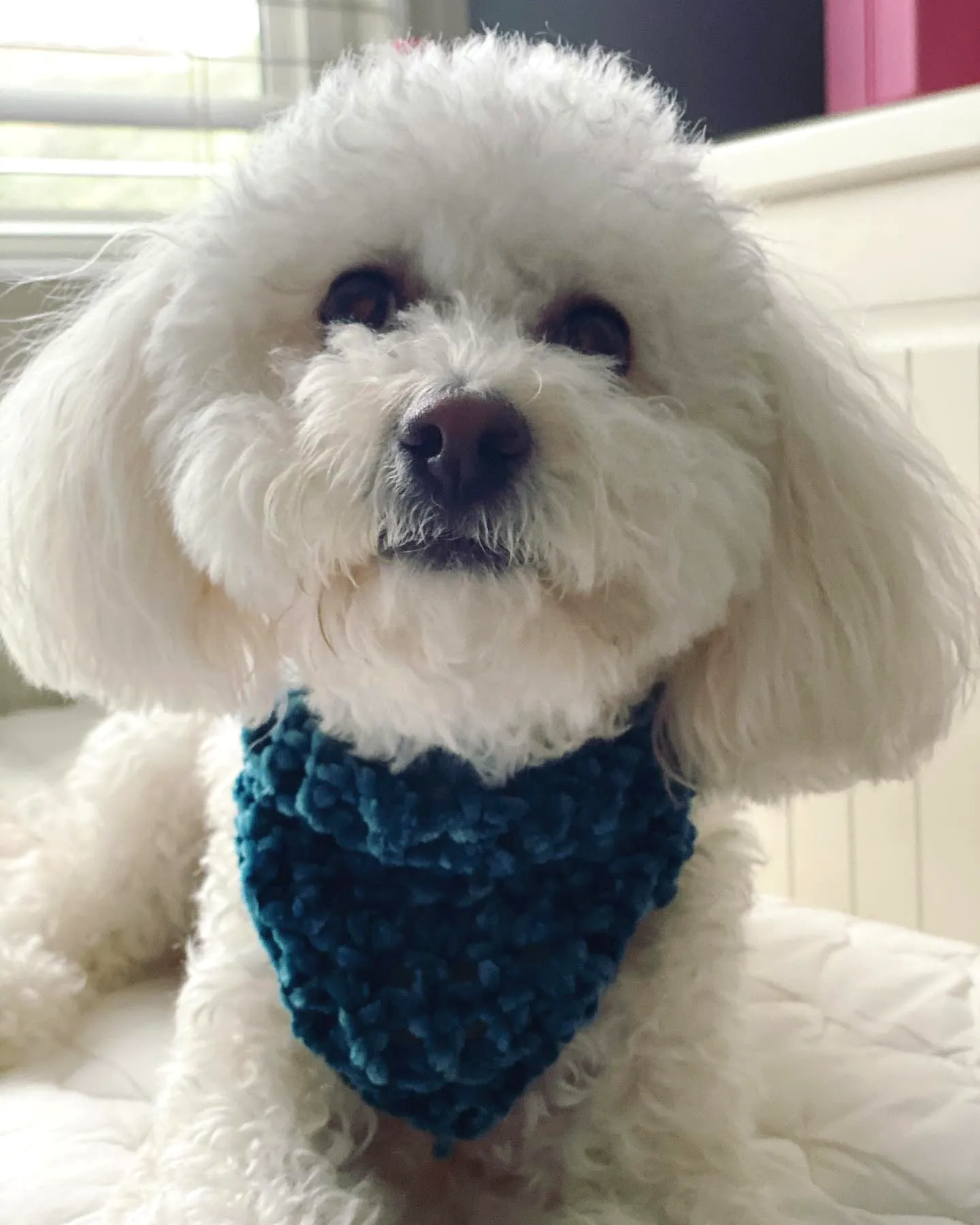 Stylish Crochet Pet Scarf in Cozy Teal
