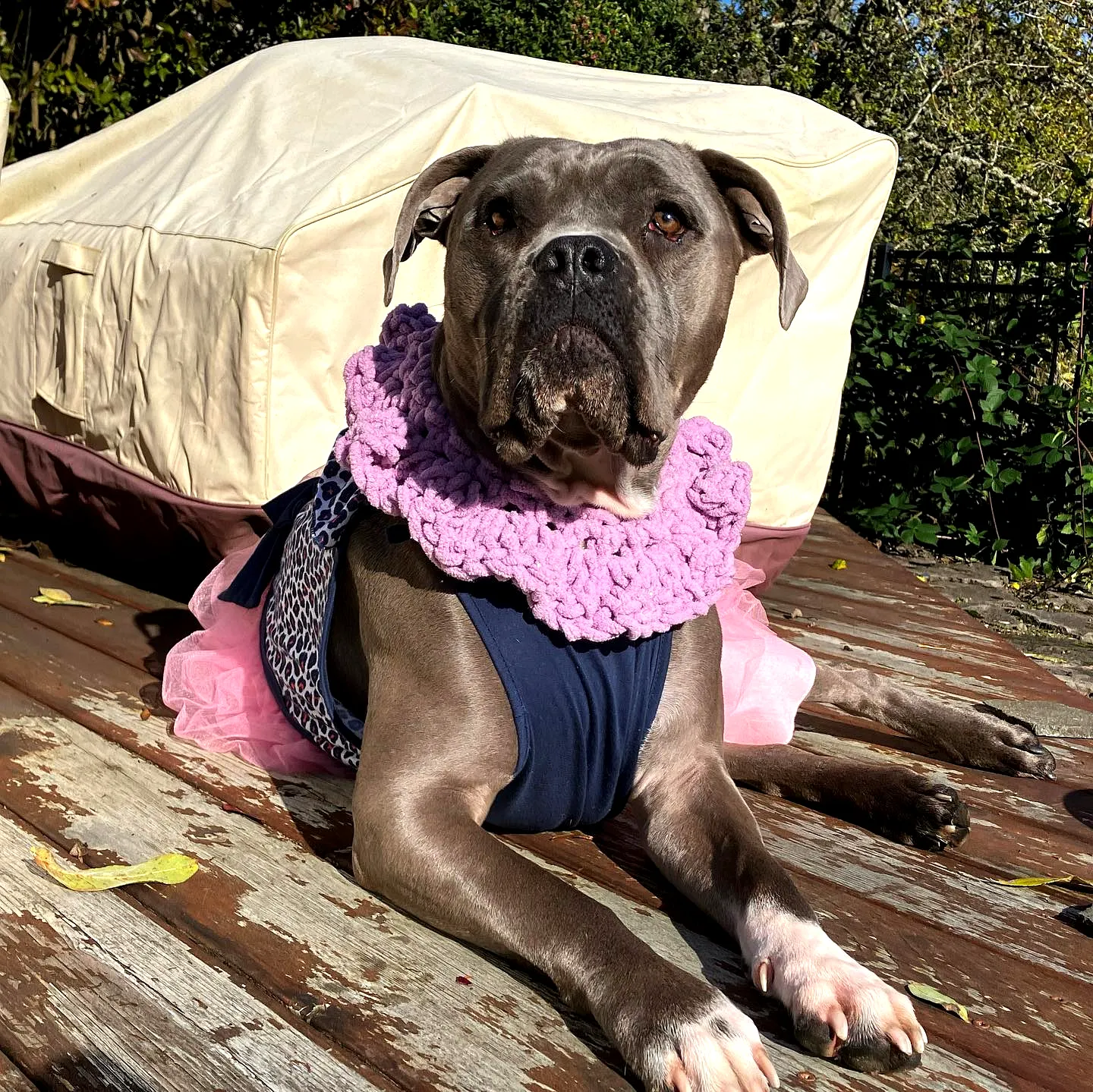 Stylish Easy Crochet Pet Scarf in Soft Pink Ruffled Design