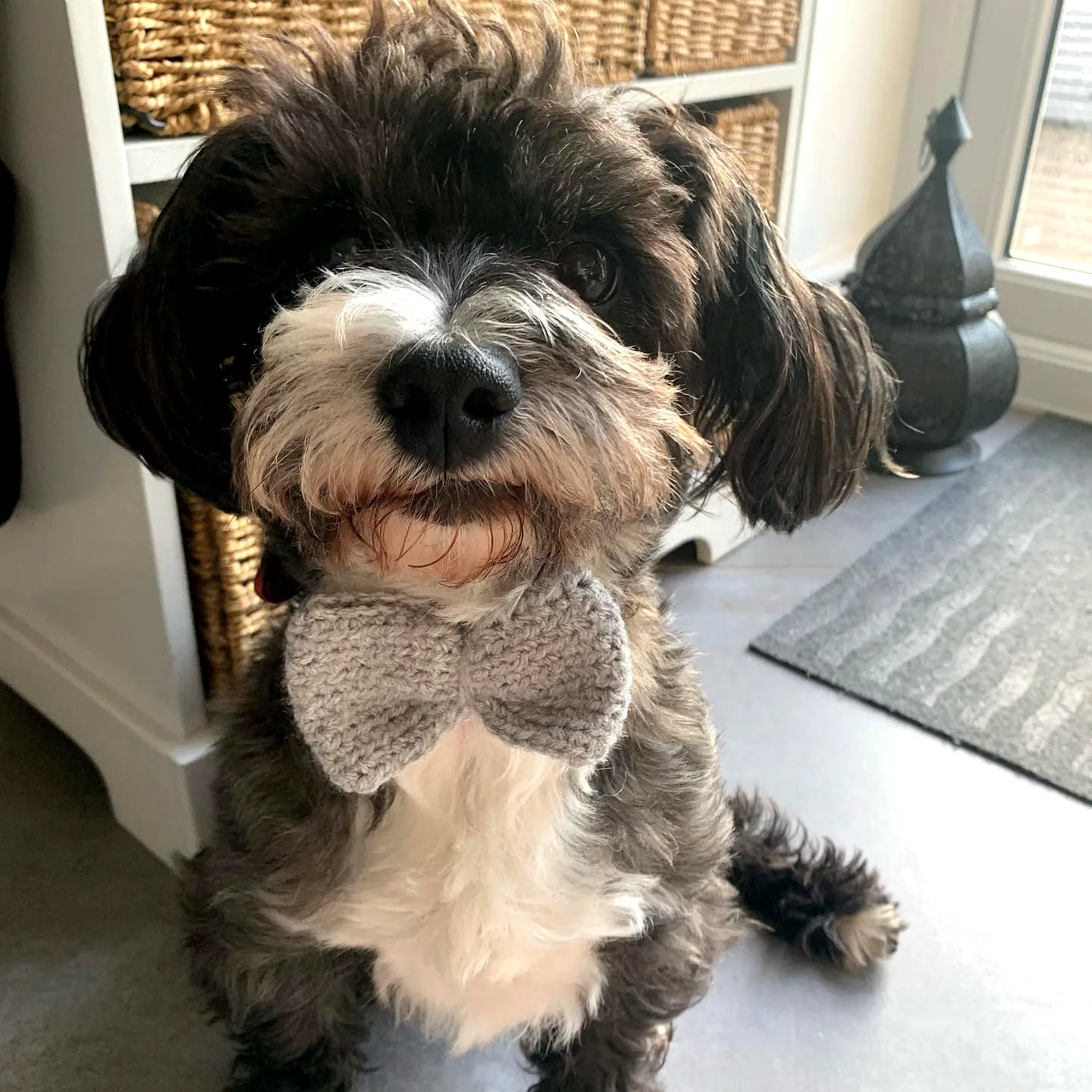 Stylish Gray Crochet Dog Bow Tie for Easy Crafters
